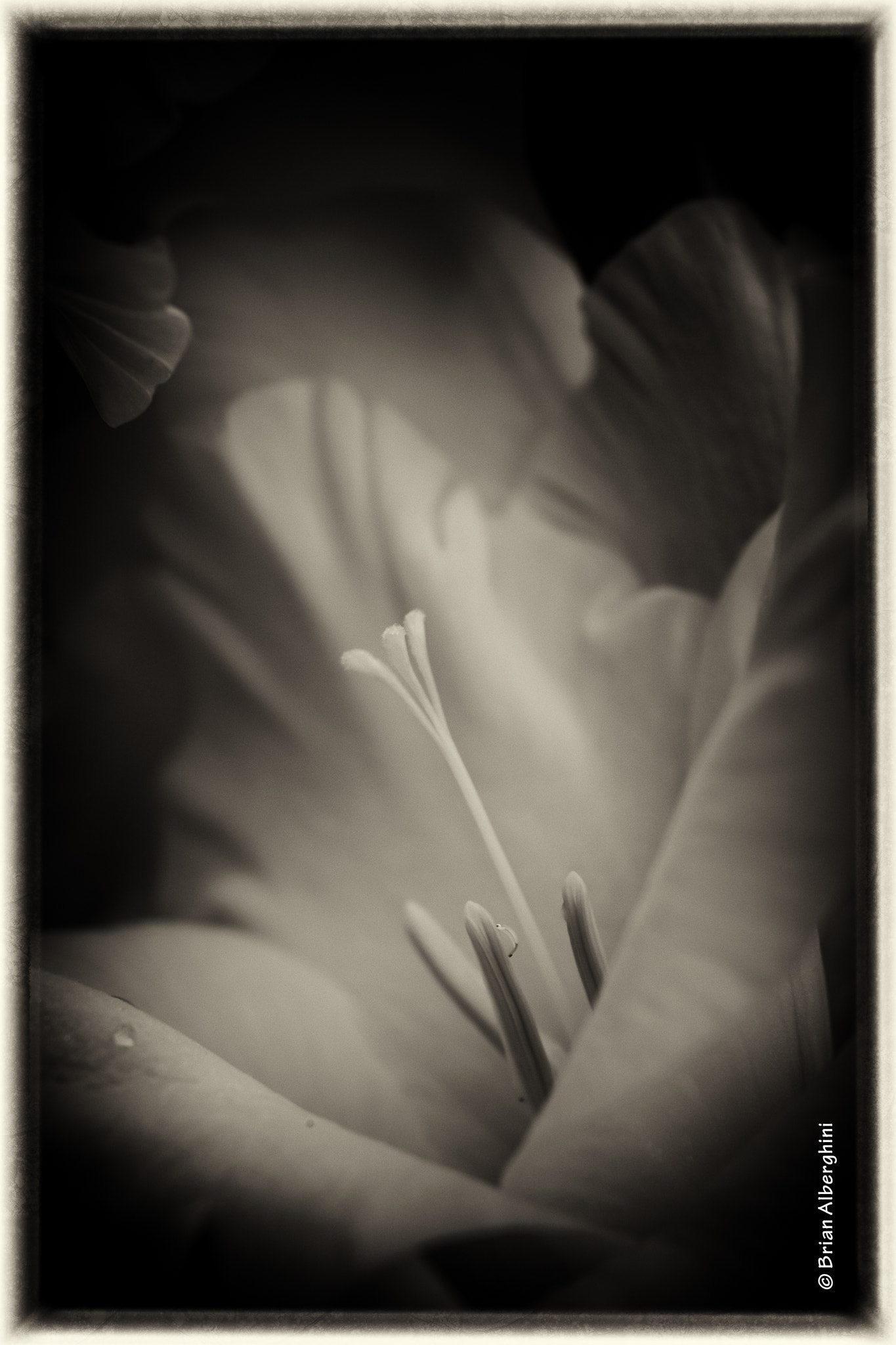 Nikon D7100 + Sigma 24-105mm F4 DG OS HSM Art sample photo. Gladiola sepia photography