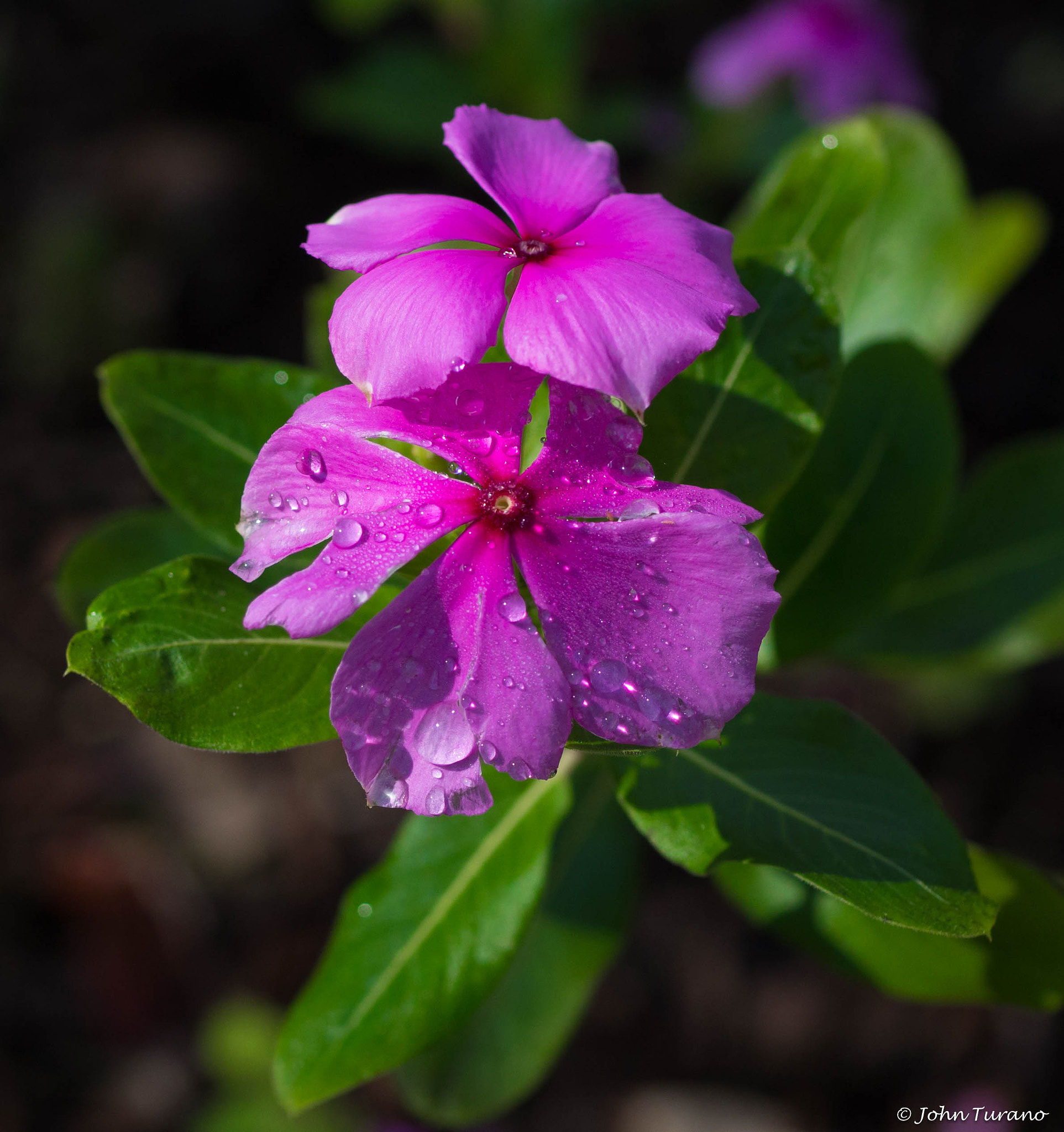 Sigma 30mm F1.4 DC DN | C sample photo. After the rain photography