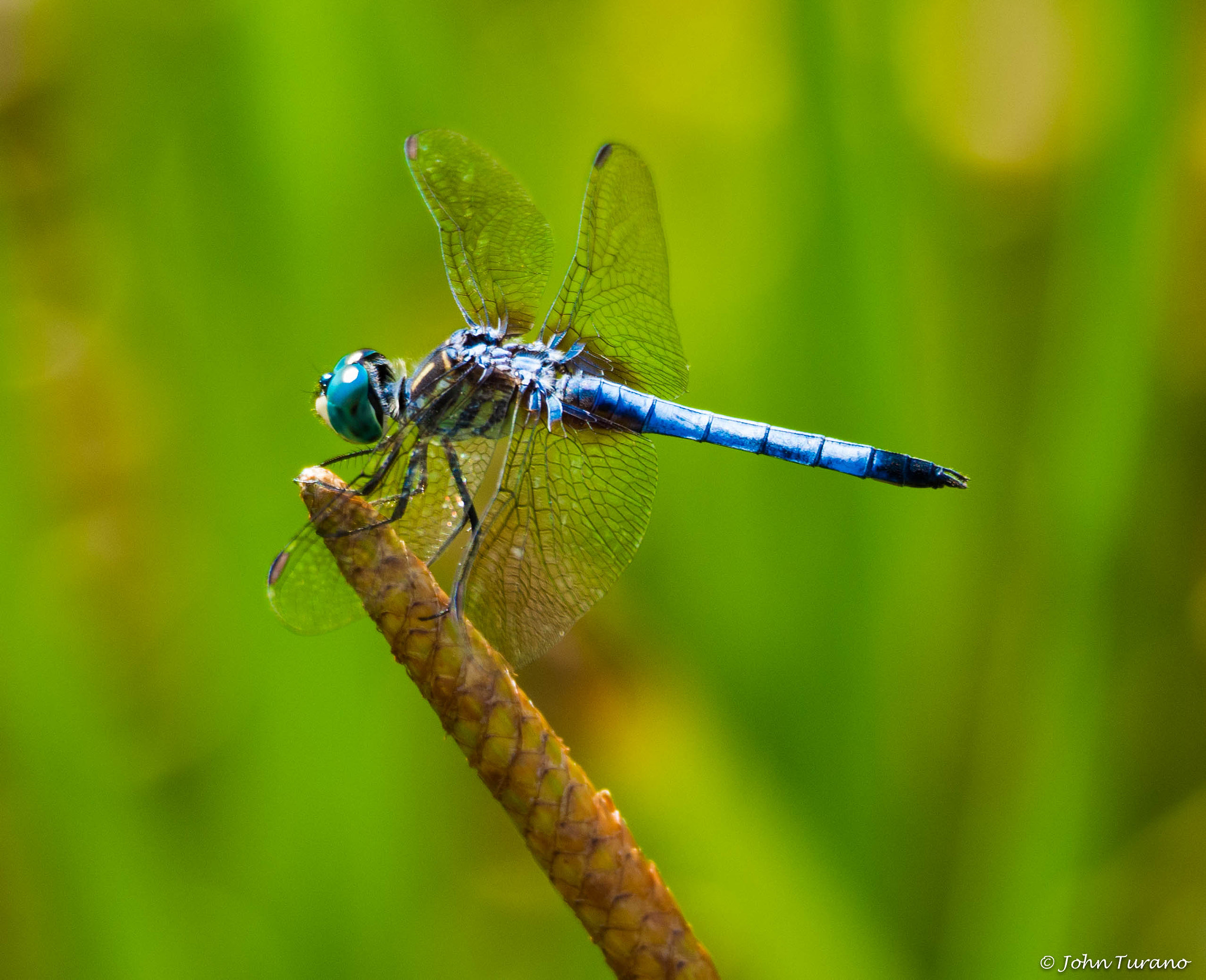 Olympus OM-D E-M10 sample photo. Old blue eyes photography