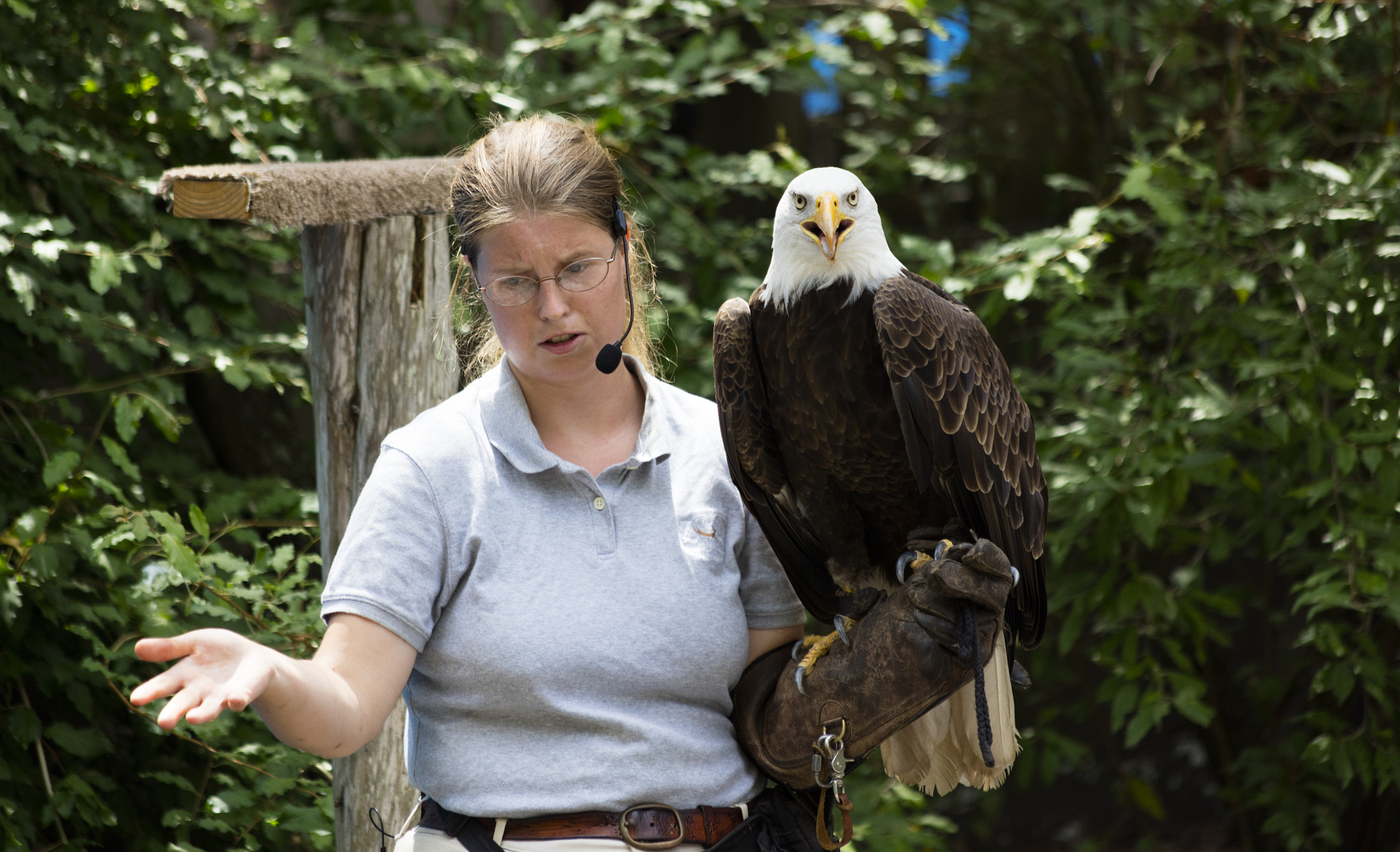 Canon EOS 5DS sample photo. Eagle photography