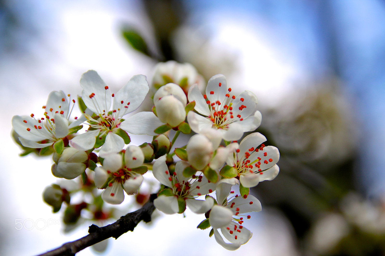 Sigma 17-70mm F2.8-4 DC Macro OS HSM sample photo. Spring - like a beautiful dream photography