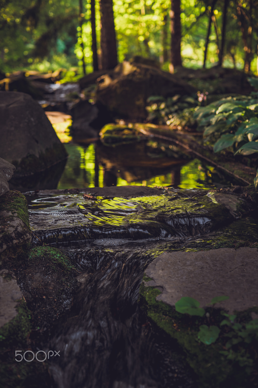 Sony a7R II + Sony 50mm F1.4 sample photo. Forest photography