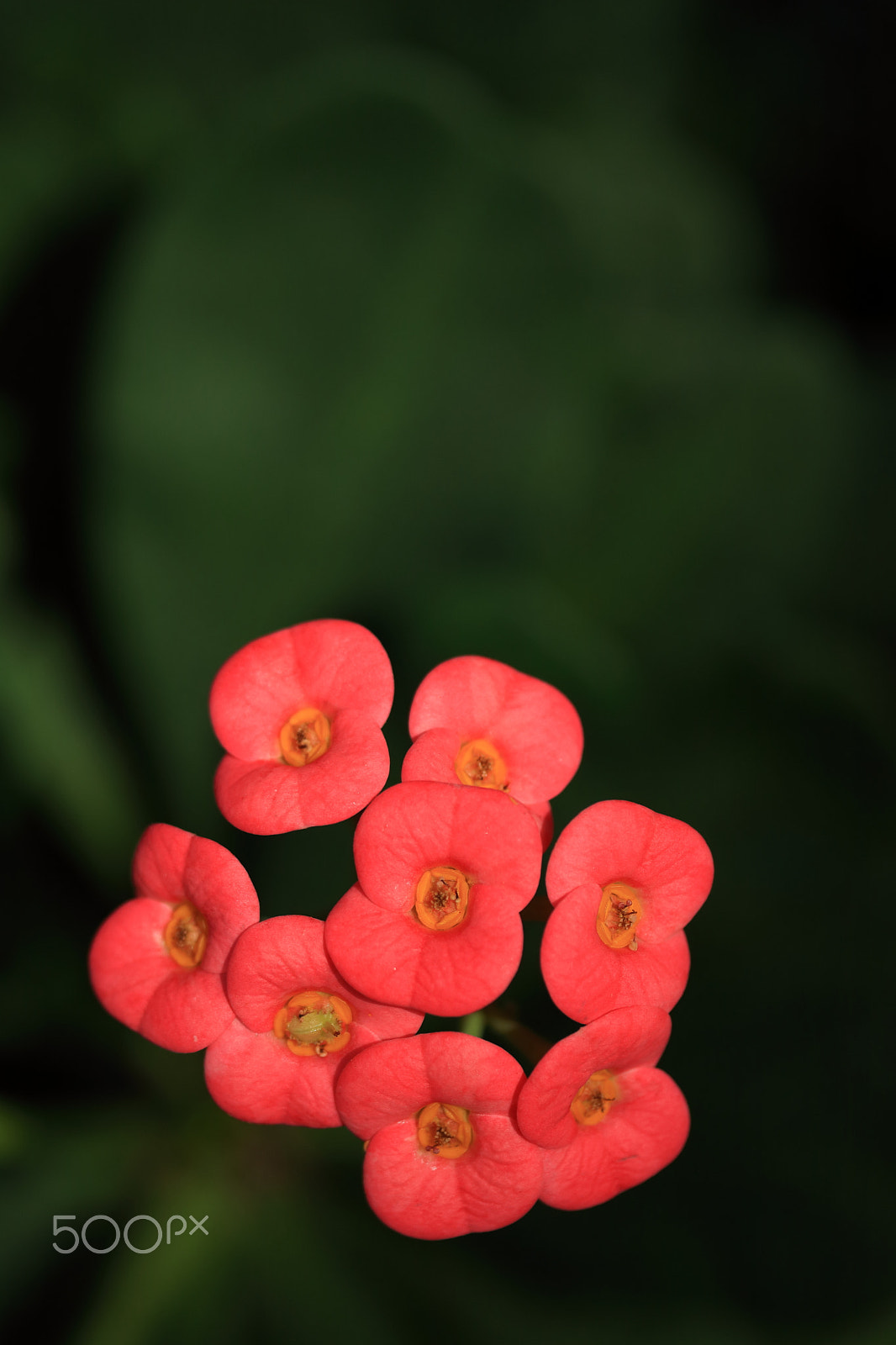 Canon EF-S 60mm F2.8 Macro USM sample photo. Christ plant photography
