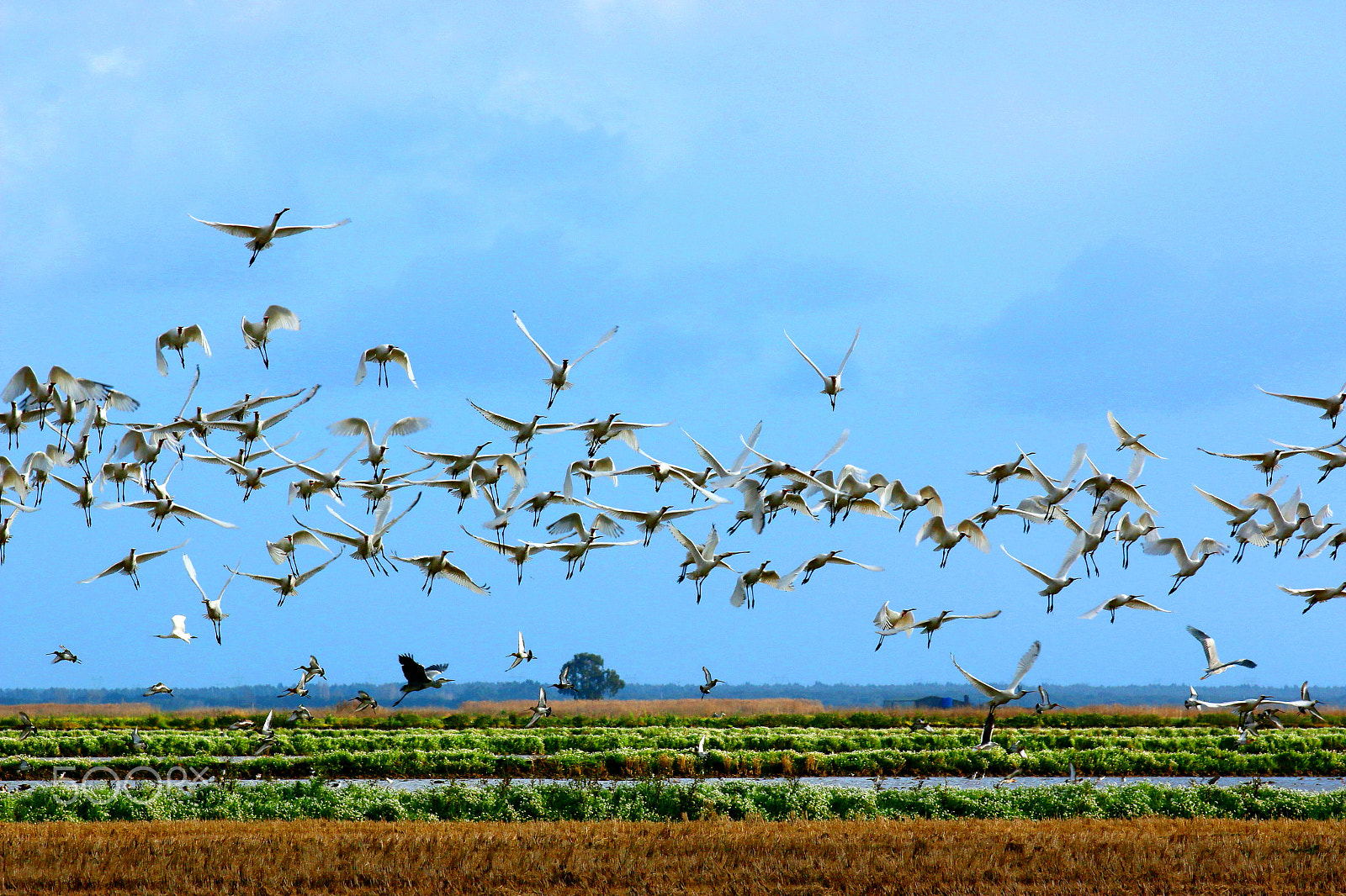 Canon EOS 70D + Canon EF 70-200mm F2.8L IS II USM sample photo. Take off 2 photography