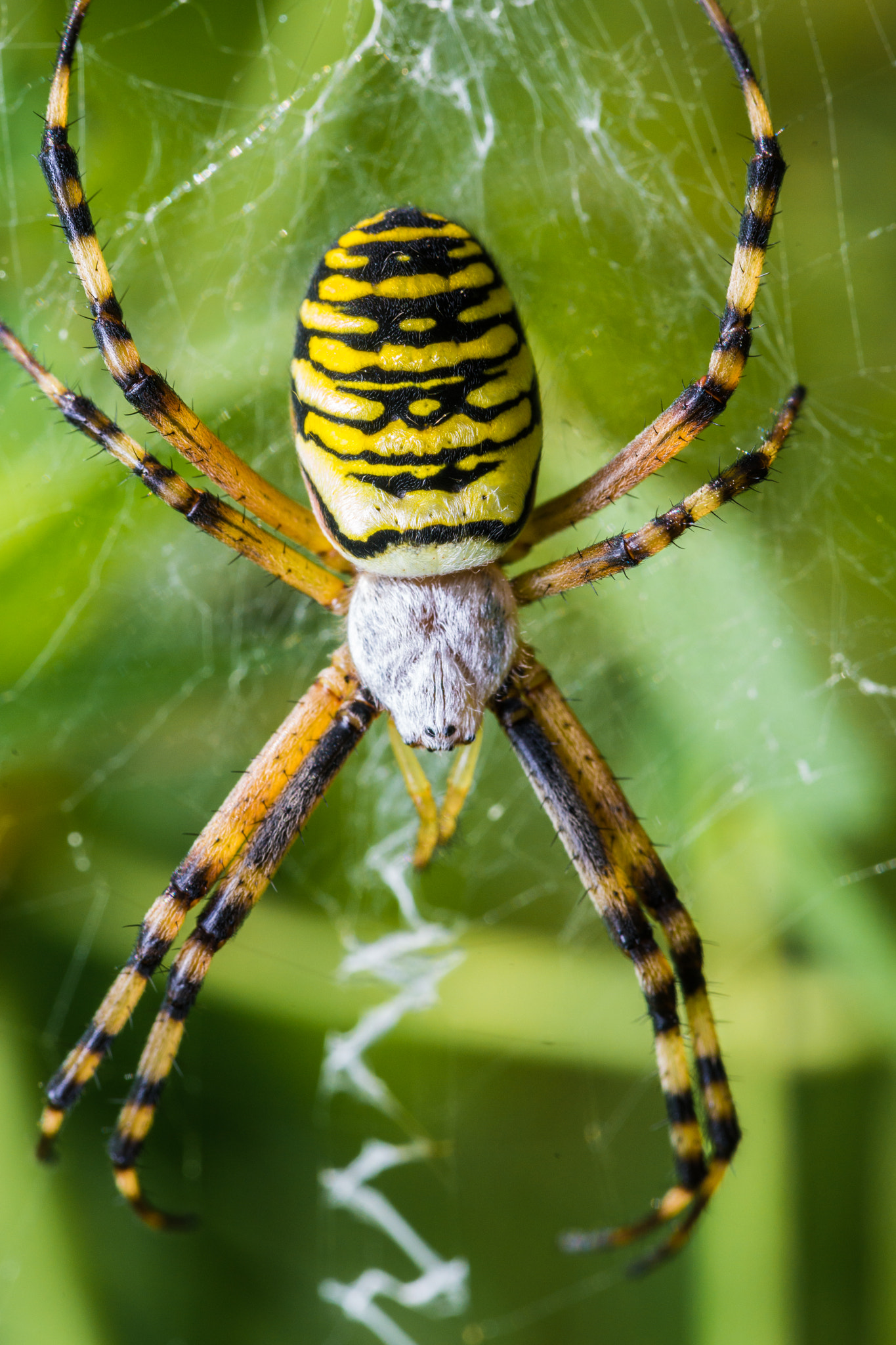 Sony a99 II + 90mm F2.8 Macro SSM sample photo. Wasp spider photography
