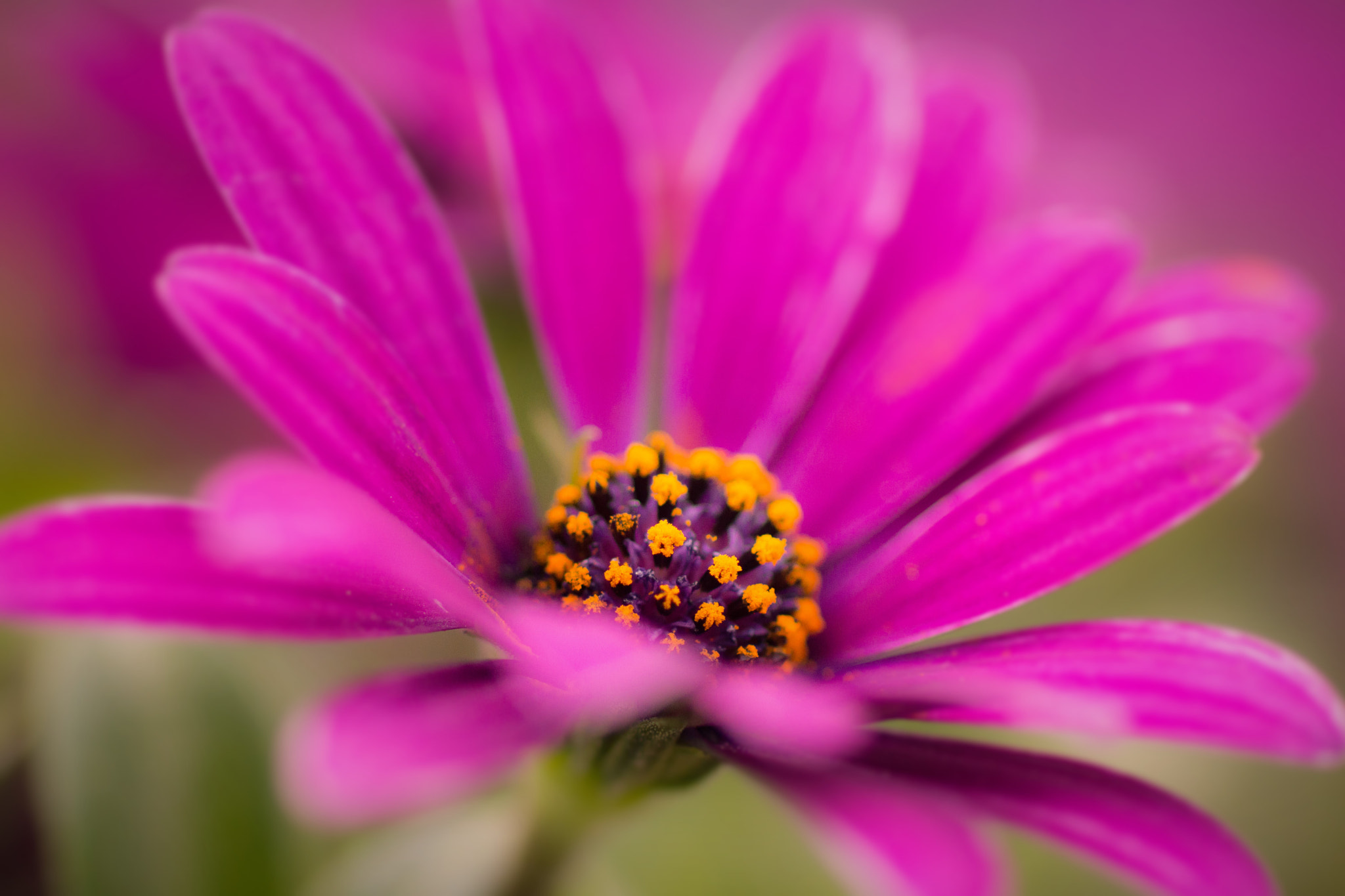 Sony SLT-A77 + Sony 100mm F2.8 Macro sample photo. Spanish daisy. photography