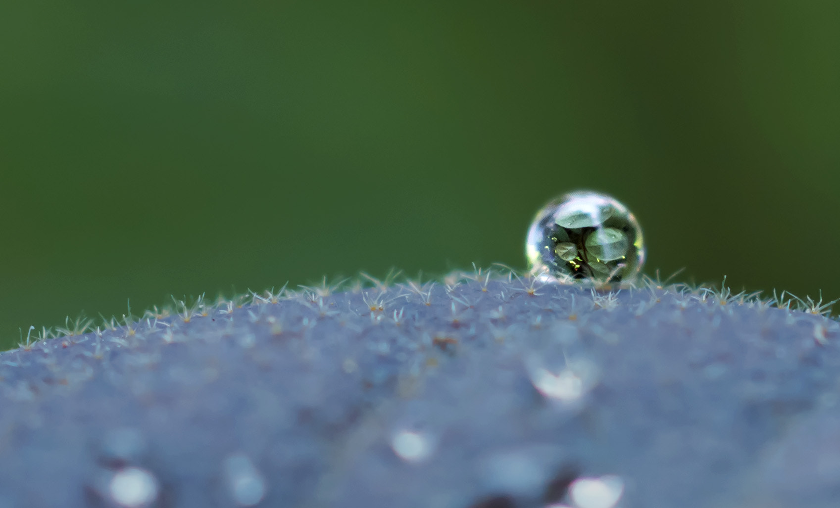 Sony SLT-A77 + MACRO 50mm F2.8 sample photo. Water-drop photography