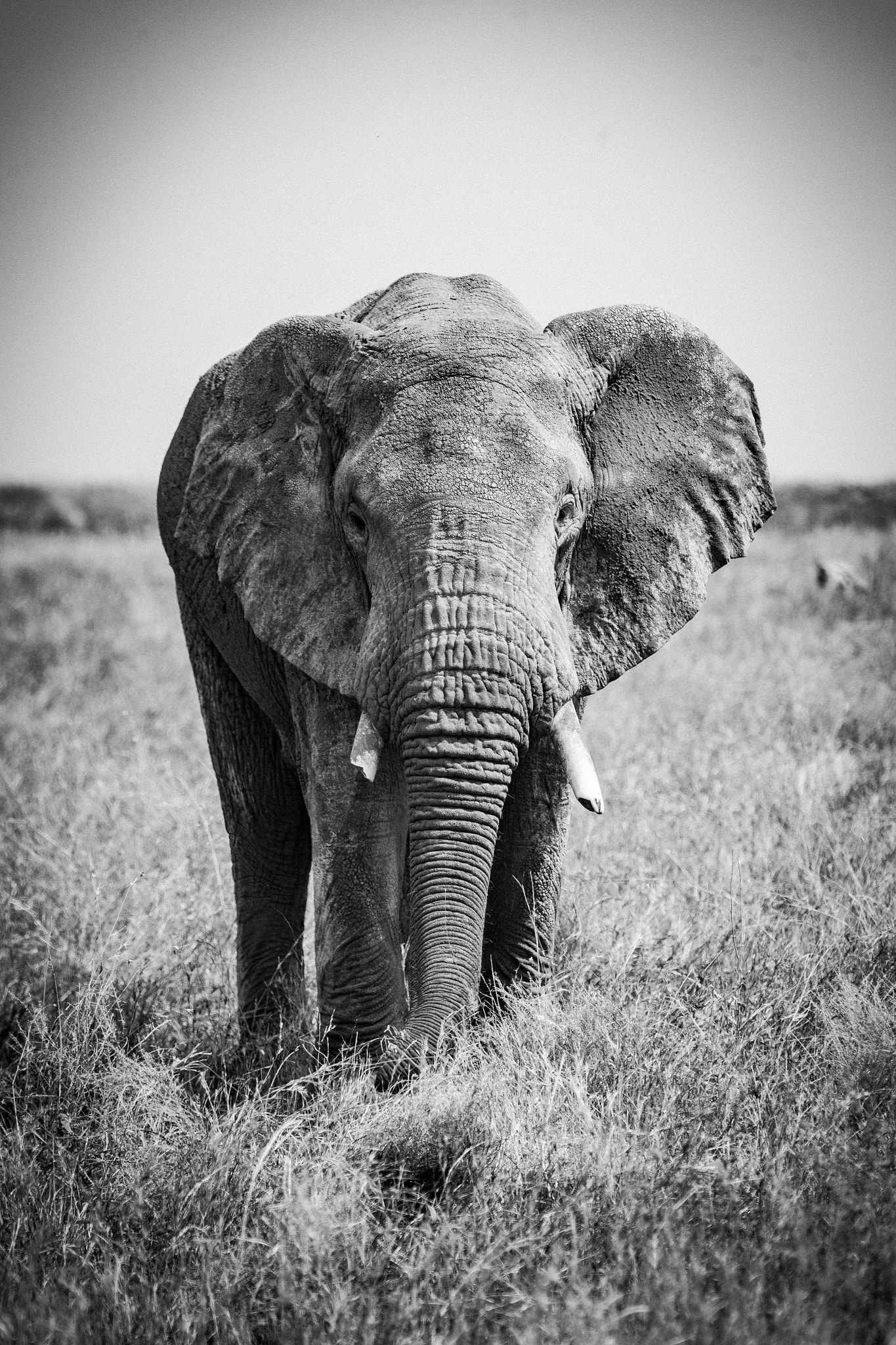 Canon EF 70-200mm F2.8L IS USM sample photo. Very old elephant photography