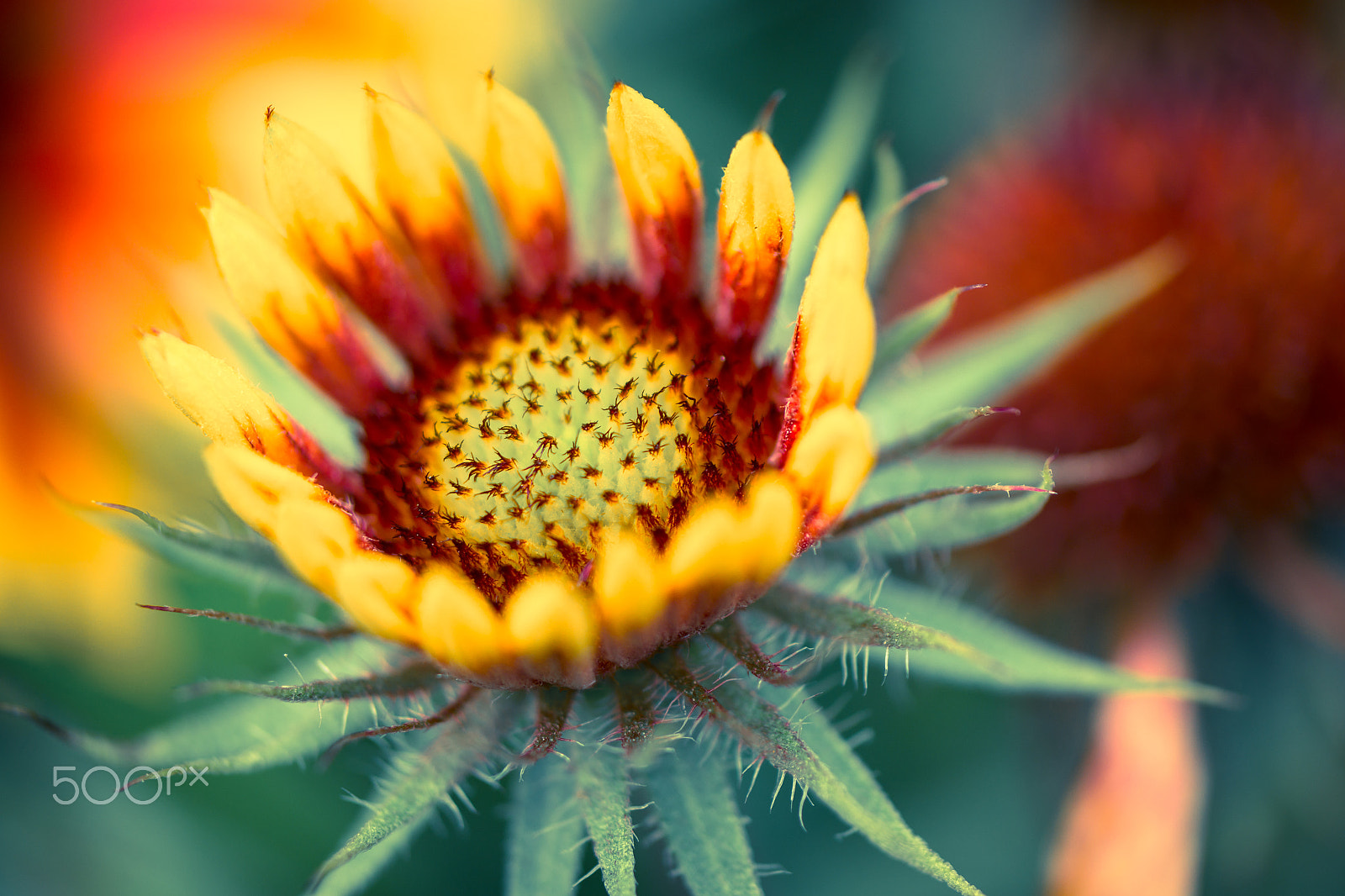 Samsung NX30 + Samsung NX 60mm F2.8 Macro ED OIS SSA sample photo. In flames photography
