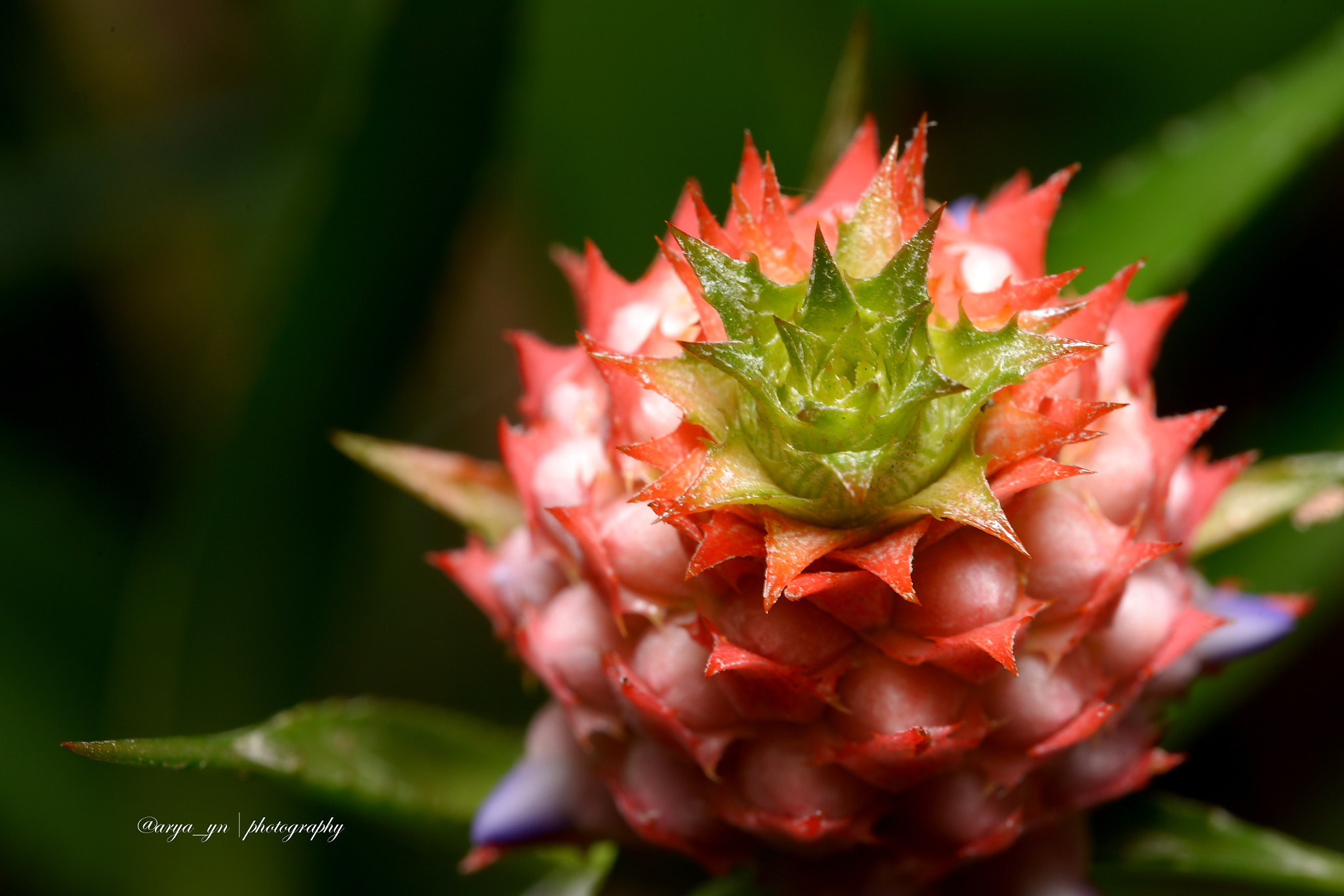 Sigma 105mm F2.8 EX DG OS HSM sample photo. Crown photography