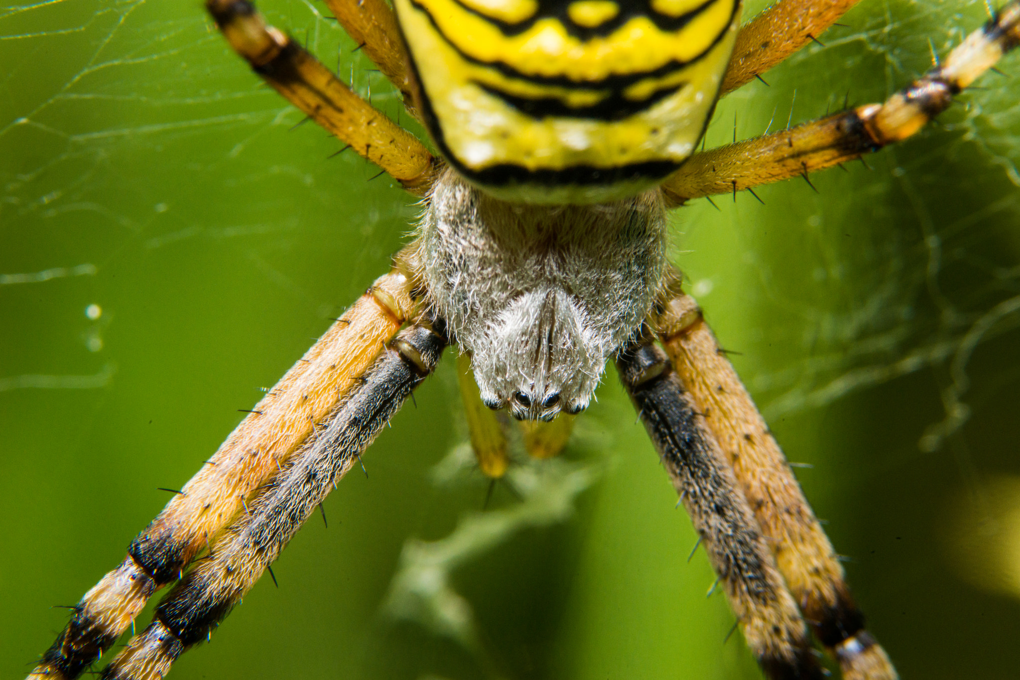 Sony a99 II + 90mm F2.8 Macro SSM sample photo. Wasp spider photography