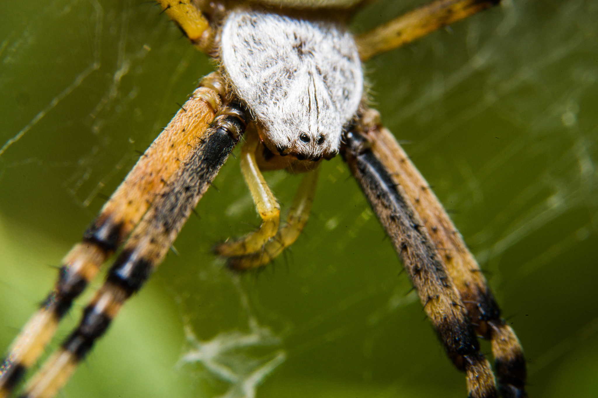 90mm F2.8 Macro SSM sample photo. Wasp spider photography