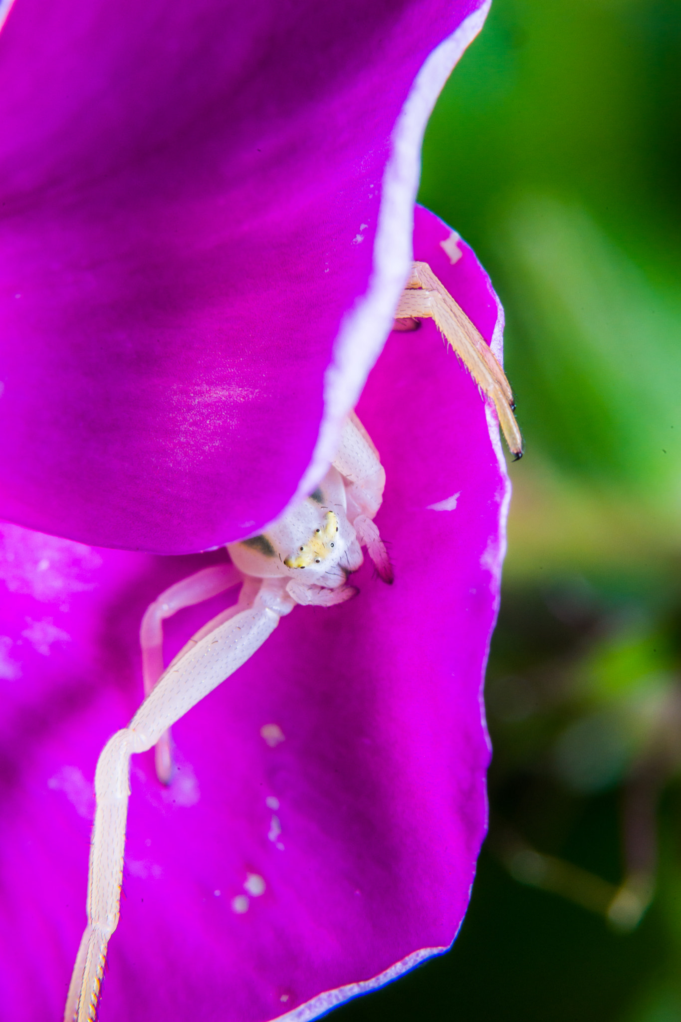 Sony a99 II + 90mm F2.8 Macro SSM sample photo. Crab spider photography