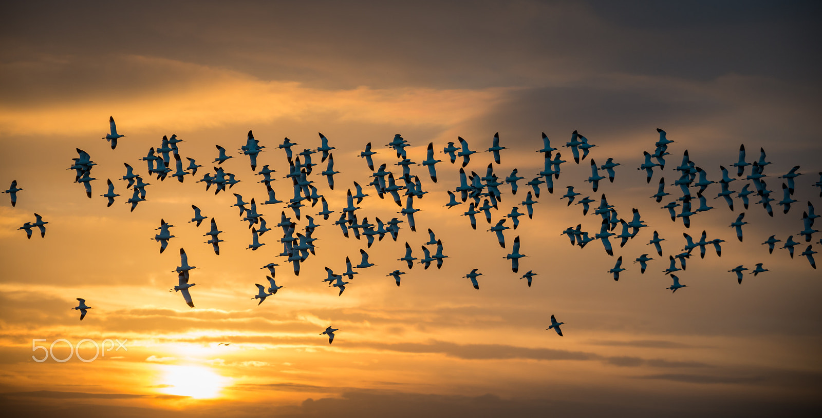 Sigma 50-500mm F4.5-6.3 DG OS HSM sample photo. Flock of avocets at sunrise photography