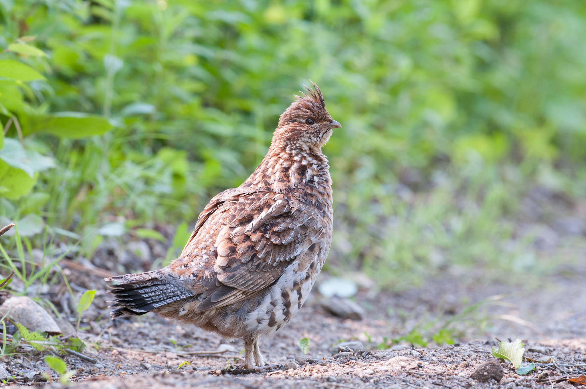 Nikon D300S + Nikon AF-S Nikkor 500mm F4G ED VR sample photo. Gélinotte huppée bonasa umbellus ruffed grouse photography