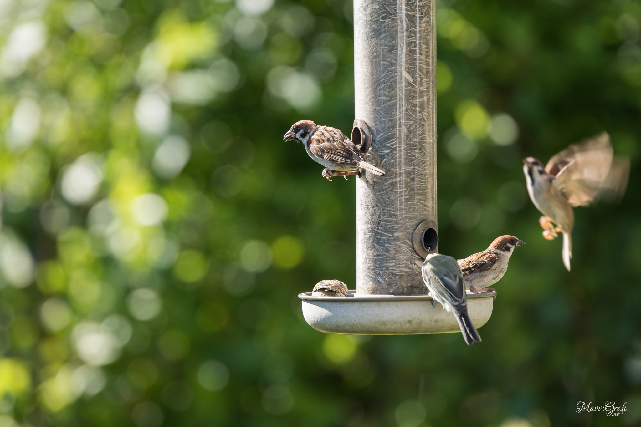 Sony ILCA-77M2 + Tamron SP 70-200mm F2.8 Di VC USD sample photo. A bird's feast photography