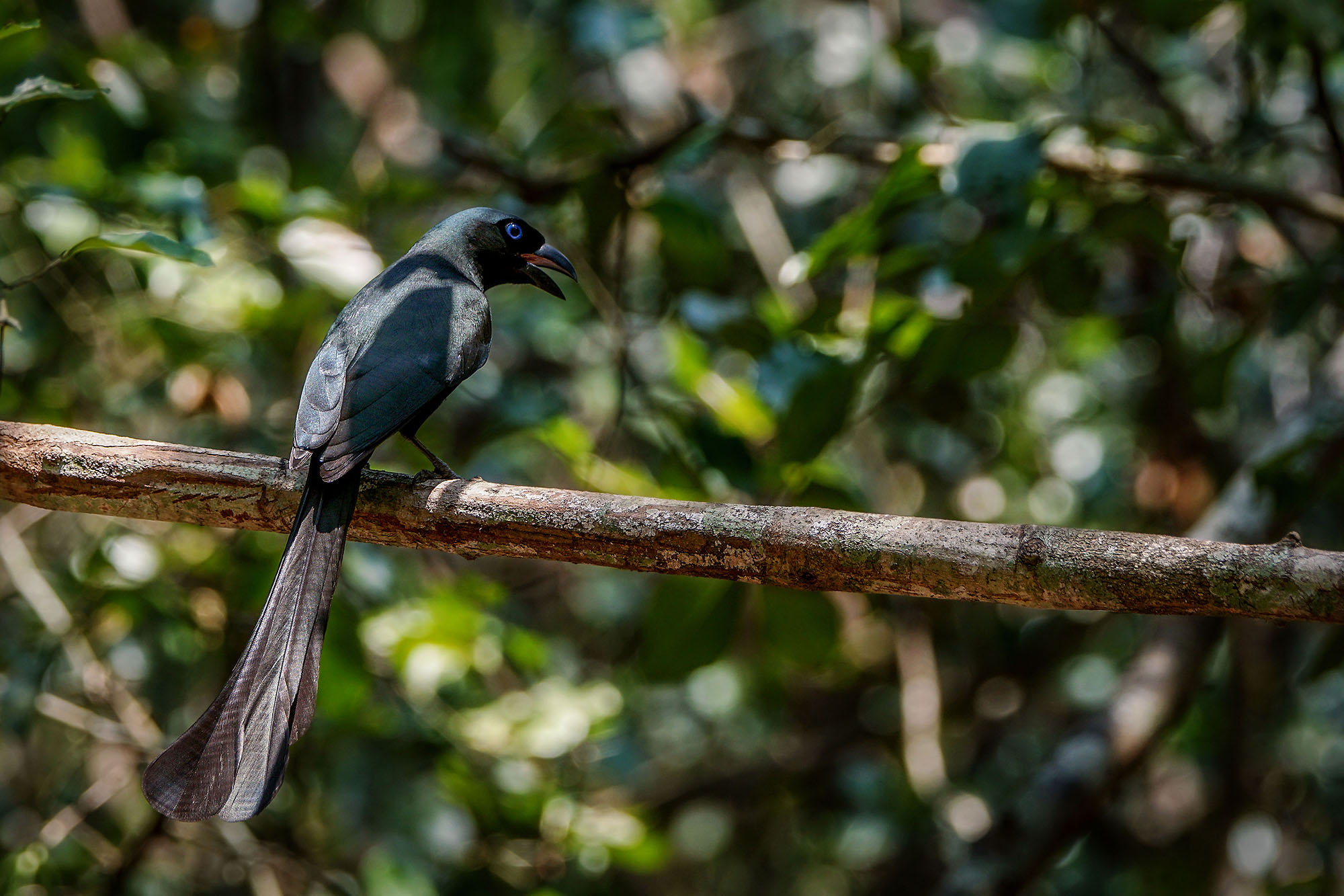 Sony ILCA-77M2 + Sony 70-400mm F4-5.6 G SSM II sample photo. Racket-tailed treepie photography