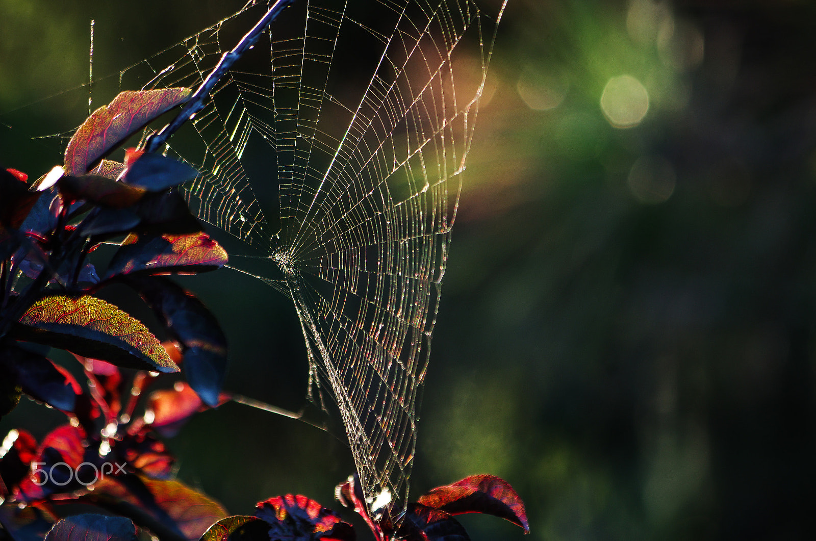 Pentax K-30 sample photo. Feeling autumn - spider web photography