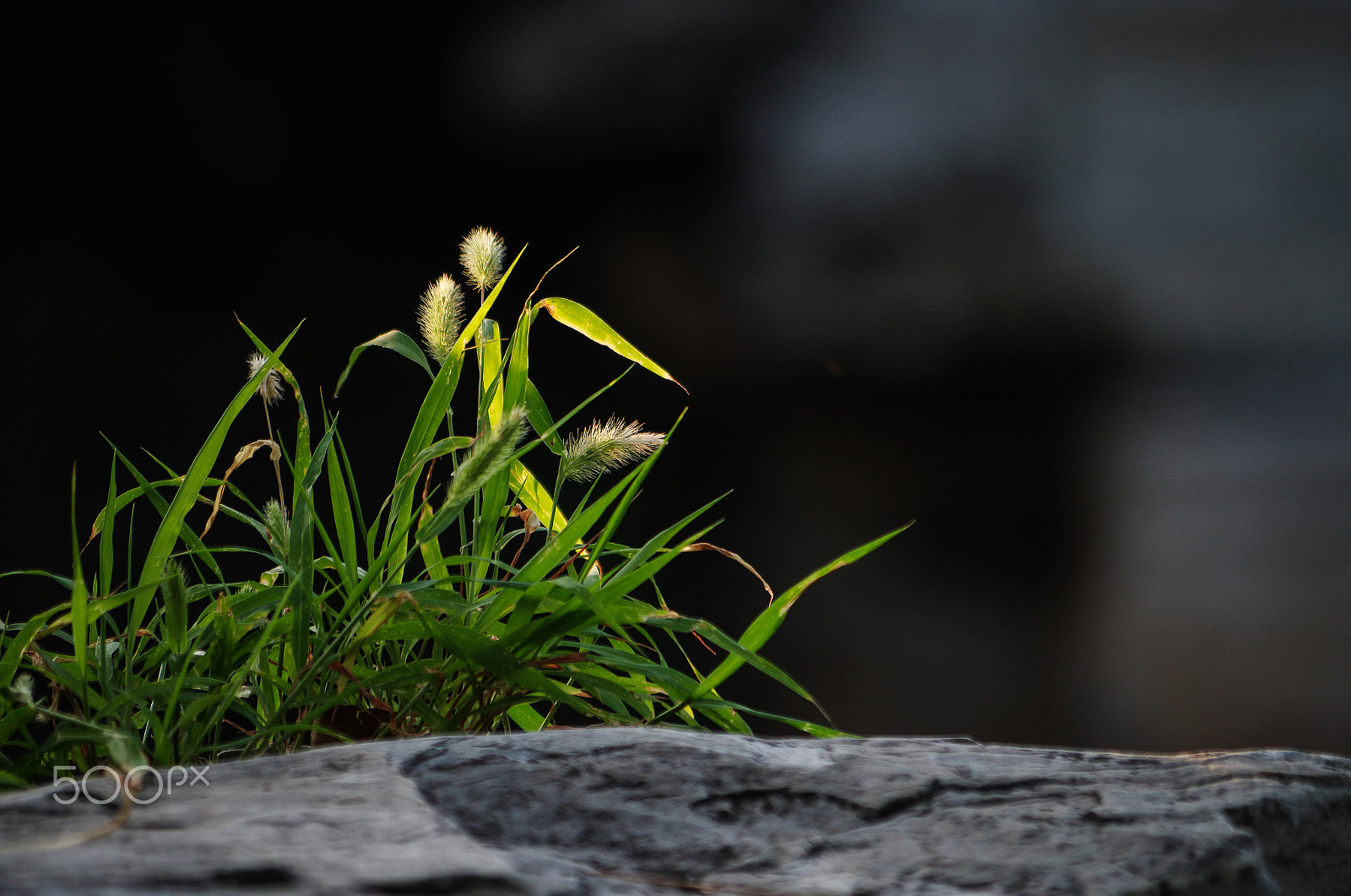 Pentax K-30 sample photo. Feeling autumn - wild foxtail photography