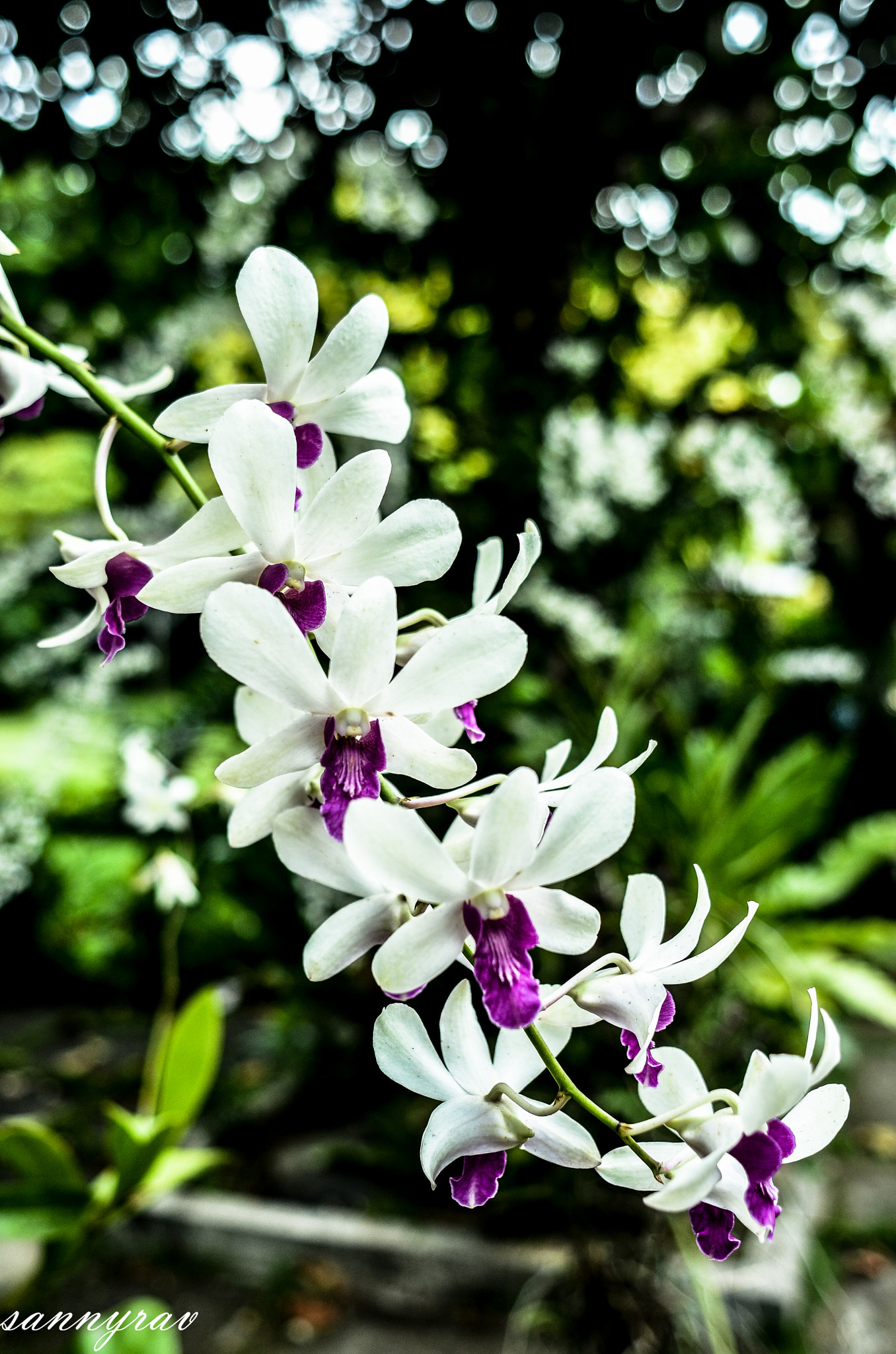 Nikon D7000 + Nikon AF Nikkor 24mm F2.8D sample photo. White and violet orchids photography