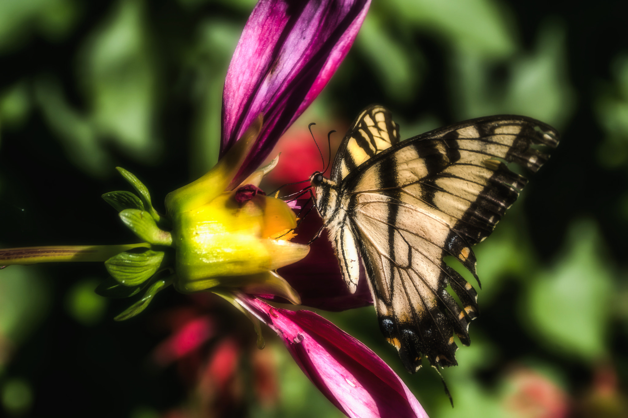 Sony DT 18-200mm F3.5-6.3 sample photo. Tiger swallowtail butterfly on dahlia, minnesota photography