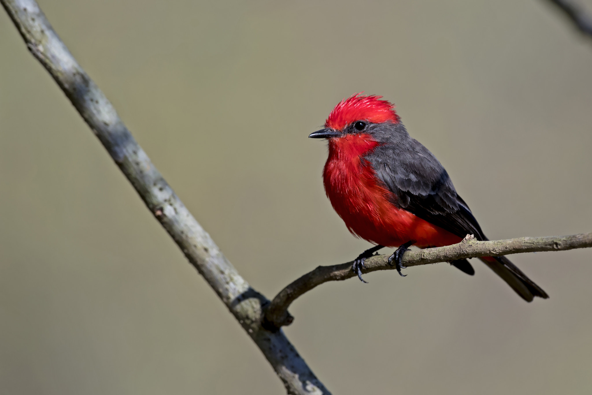 Nikon AF-S Nikkor 800mm F5.6E FL ED VR sample photo. Vermilion flycatcher photography