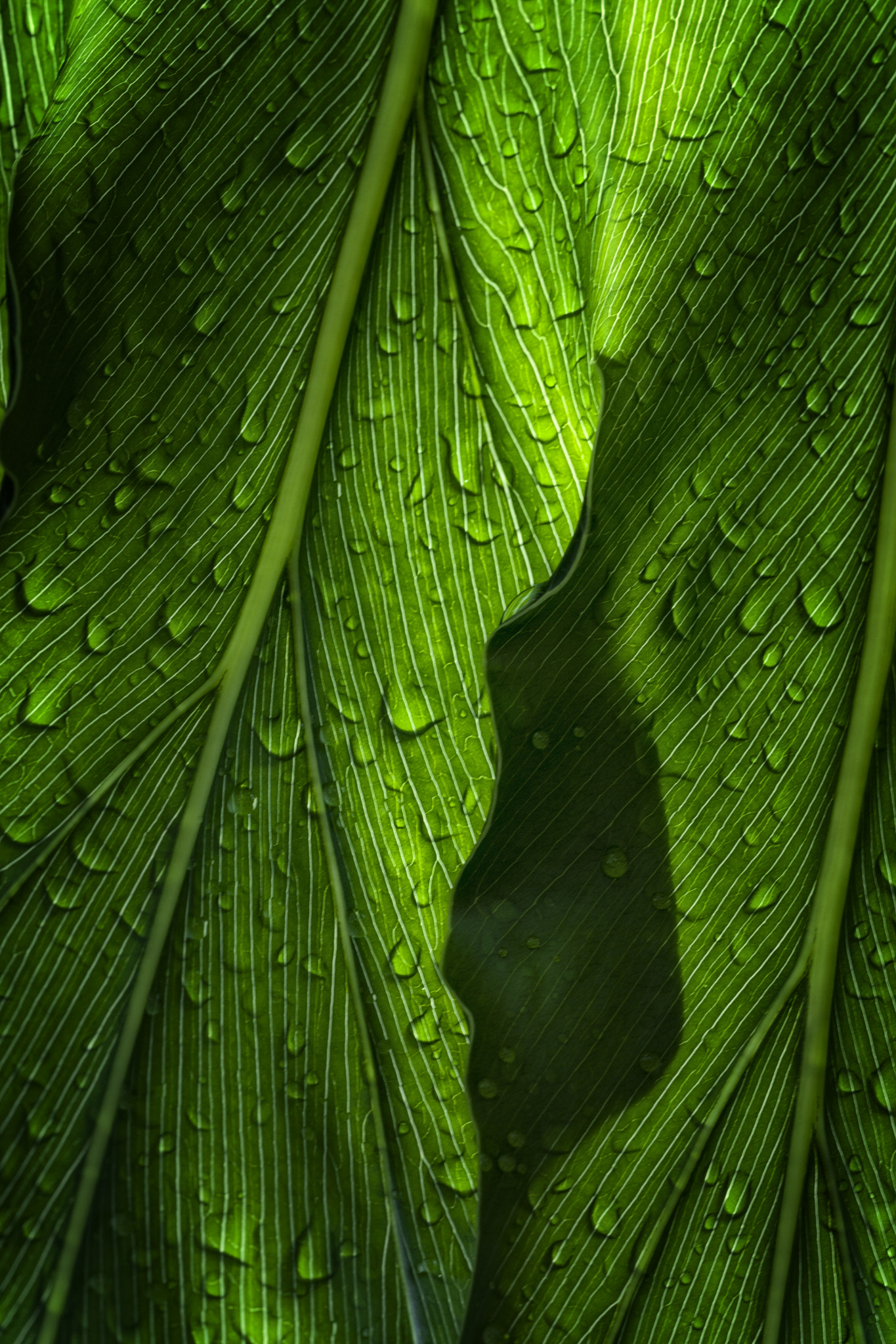 Sigma APO Macro 150mm f/2.8 EX DG HSM sample photo. Waterdrops on green leaves photography