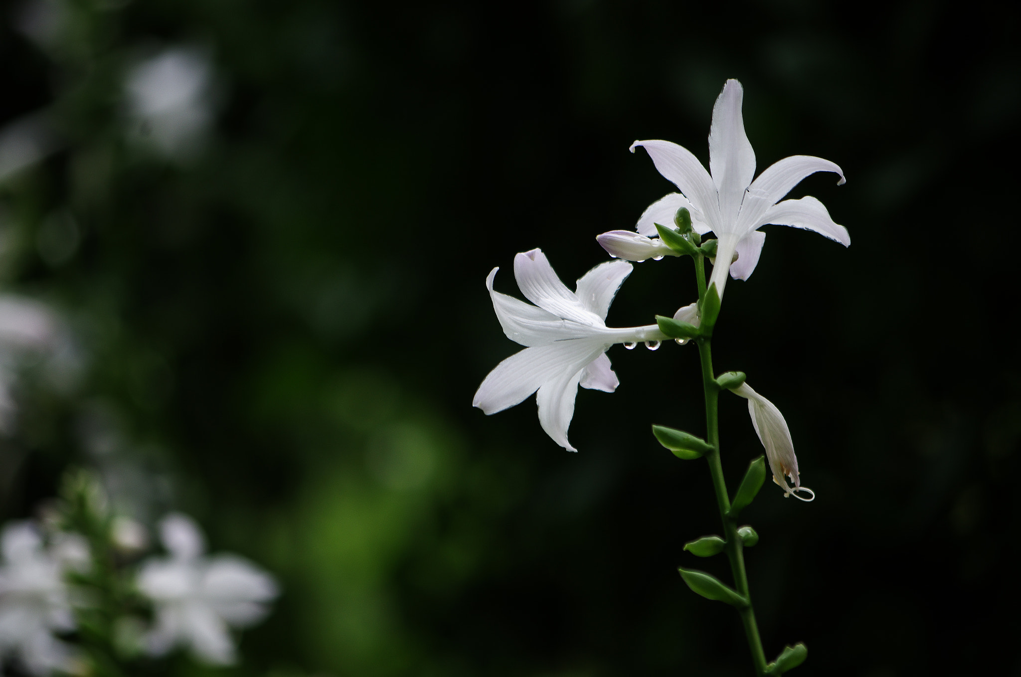 Pentax K-30 sample photo. After raining photography