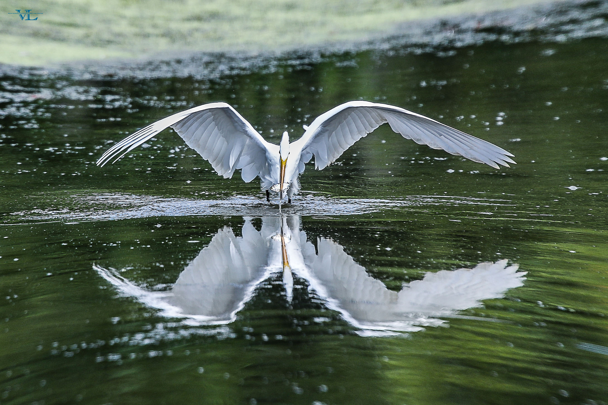 Canon EOS-1D X Mark II + Canon EF 600mm F4L IS USM sample photo. Mirror photography