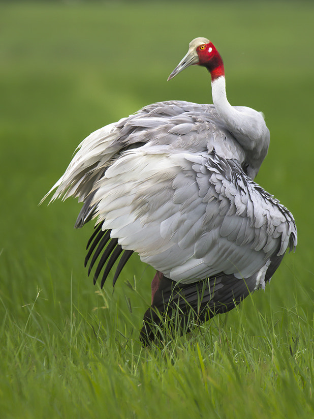 150-600mm F5-6.3 DG OS HSM | Sports 014 sample photo. Saras crane photography