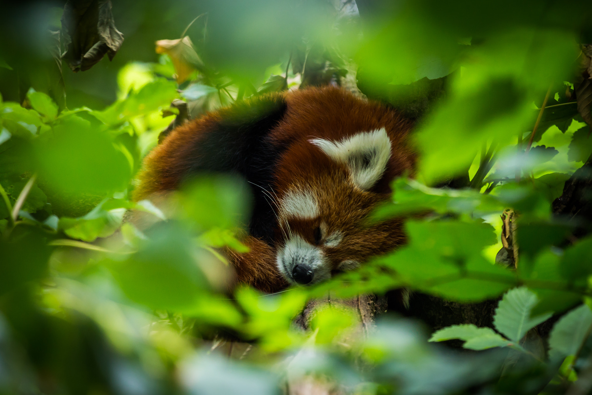 Canon EF 100-400mm F4.5-5.6L IS USM sample photo. Resting red panda photography