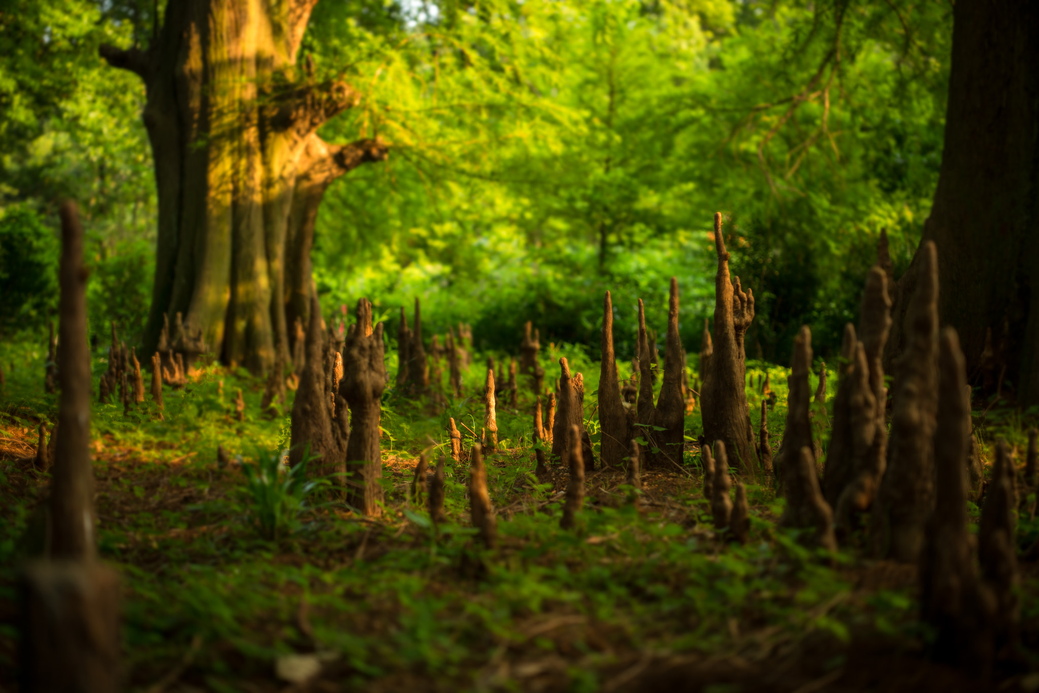 ZEISS Otus 55mm F1.4 sample photo. Trees photography