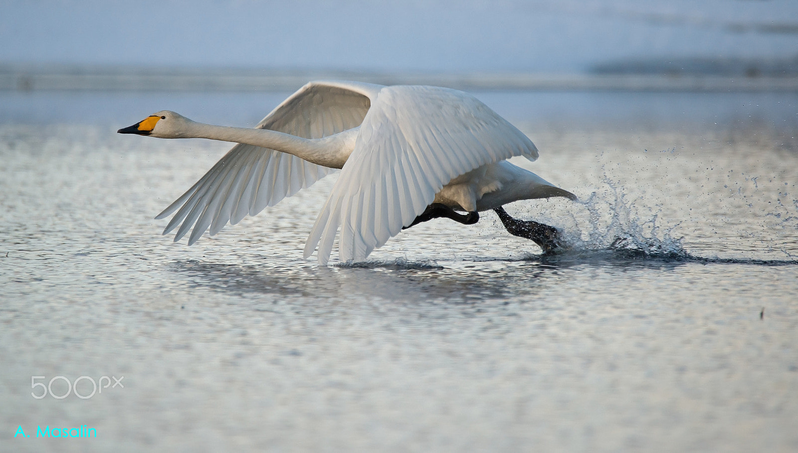 Nikon D600 sample photo. Whooper swan photography