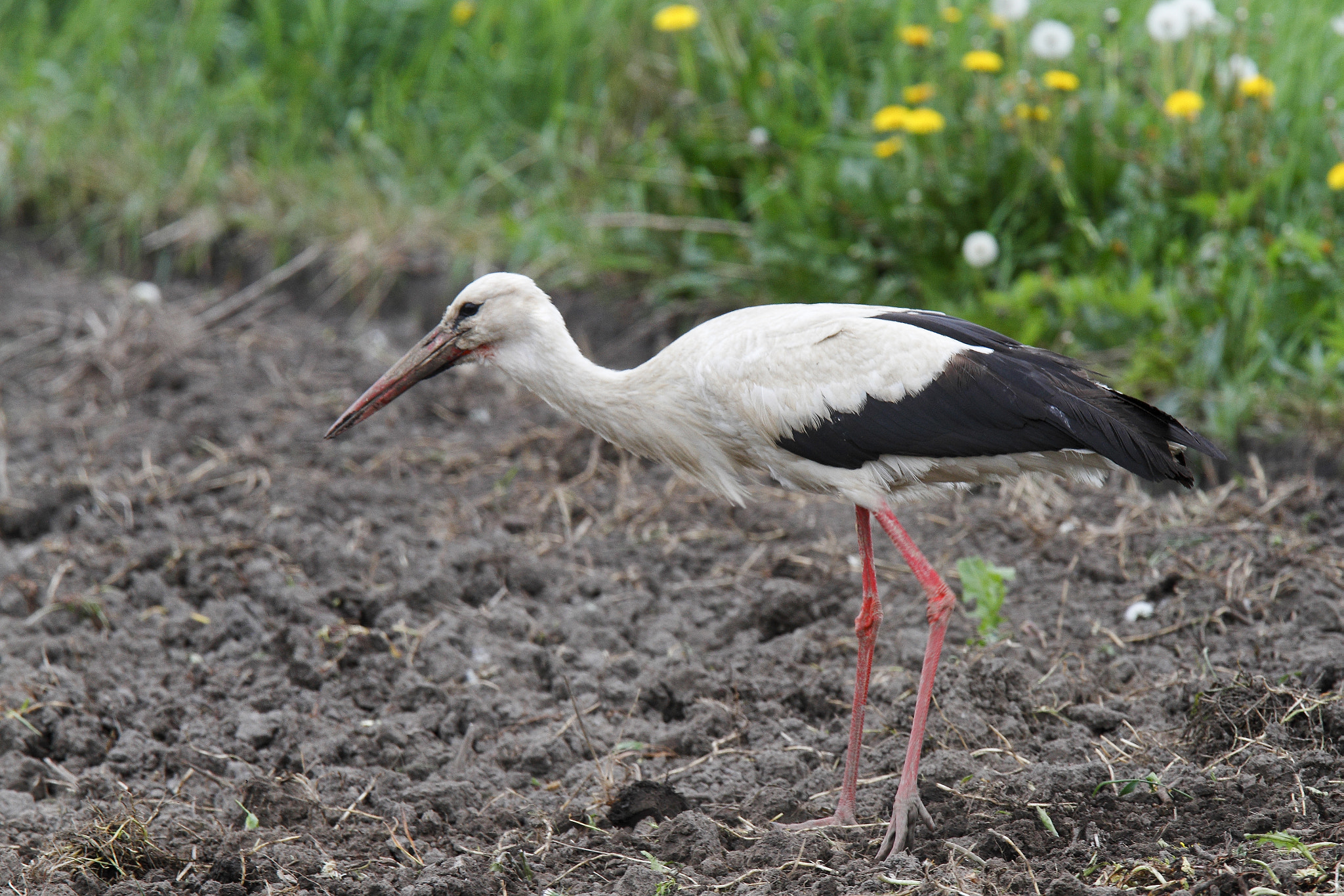 Canon EF 300mm F2.8L IS USM sample photo. White stork (ciconia ciconia) photography