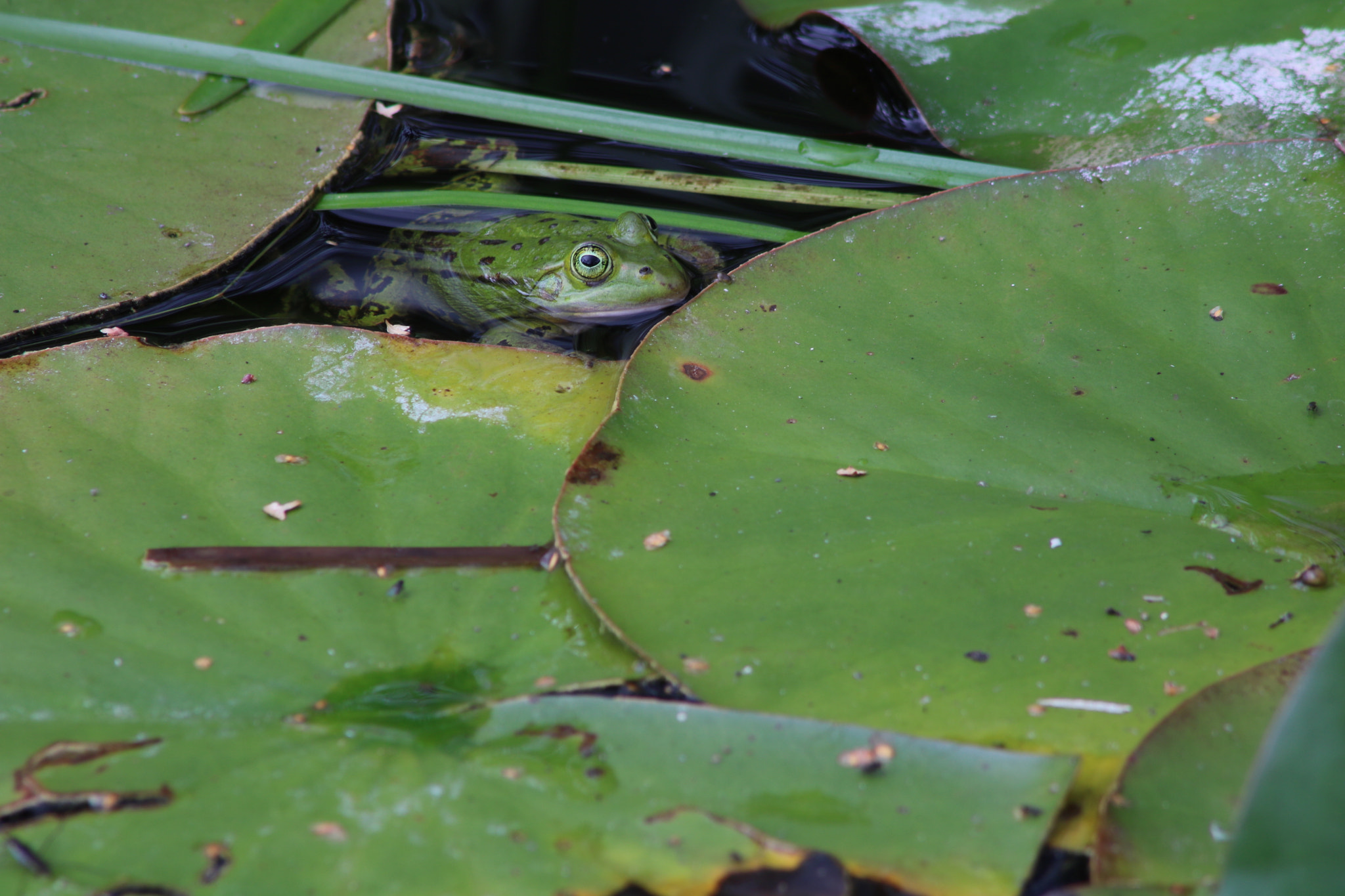Canon EOS 760D (EOS Rebel T6s / EOS 8000D) sample photo. Hide and seek photography
