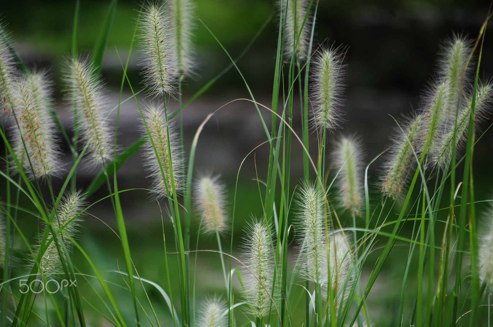 Pentax smc DA 50-200mm F4-5.6 ED sample photo. Foxtail photography