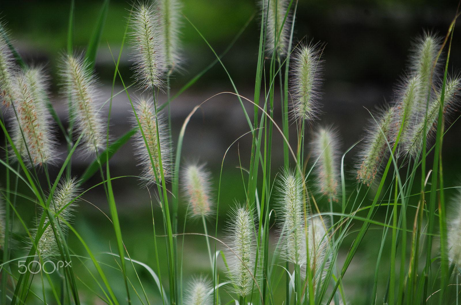 Pentax K-30 sample photo. Foxtail photography