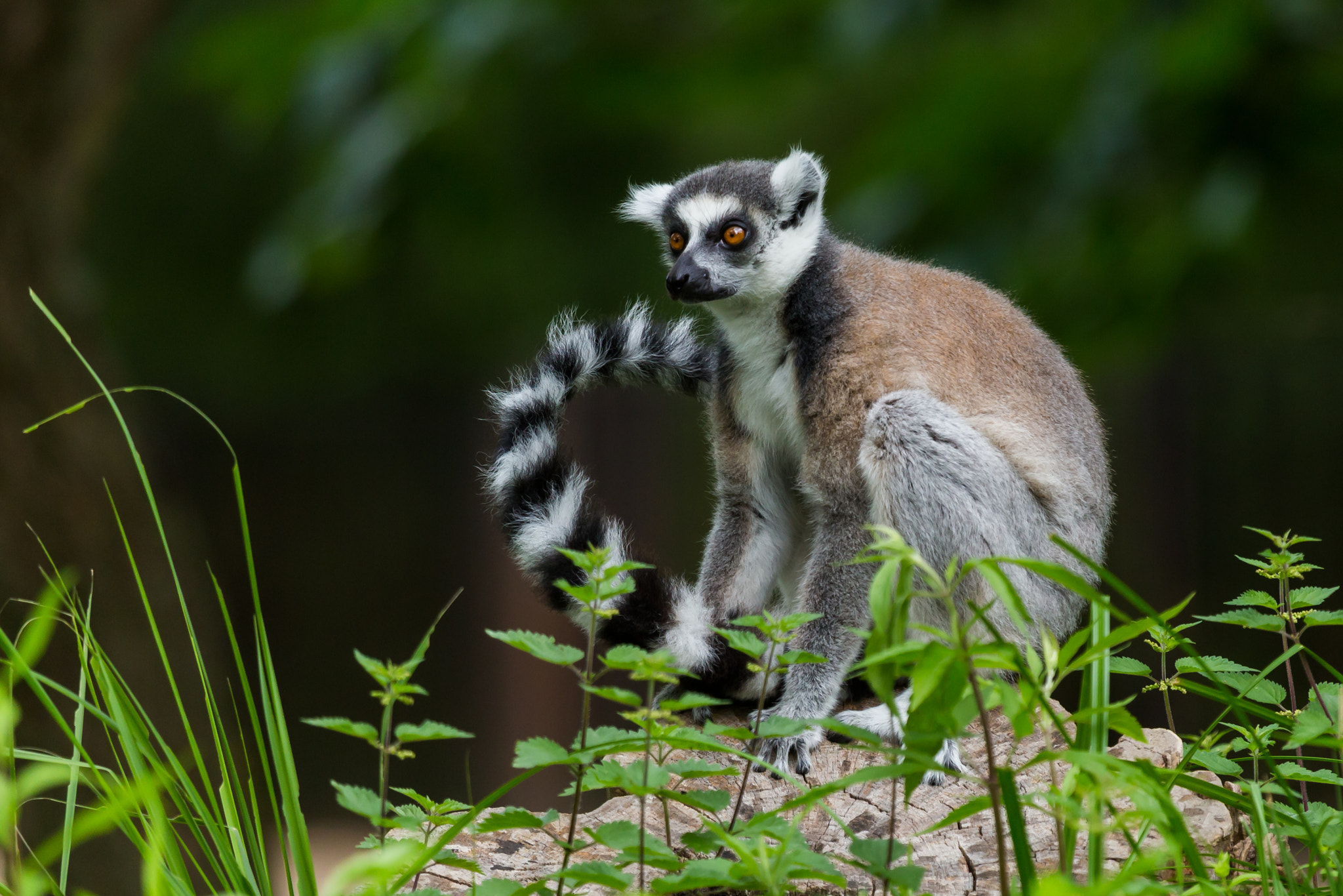 Canon EF 100-400mm F4.5-5.6L IS USM sample photo. Attentive ring-tailed lemur photography