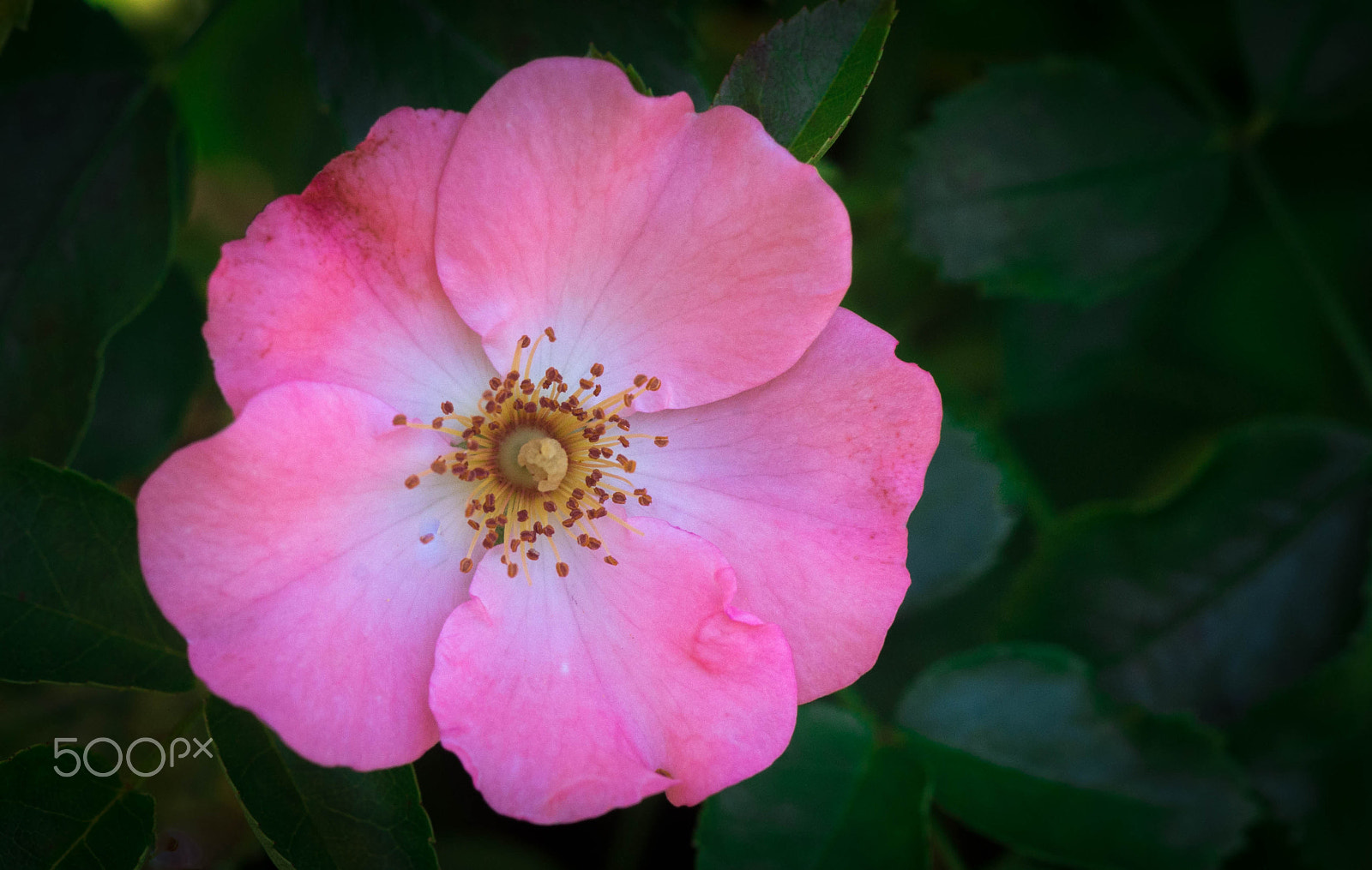 Sony a99 II + Minolta AF 100mm F2.8 Macro [New] sample photo. Pink coral photography