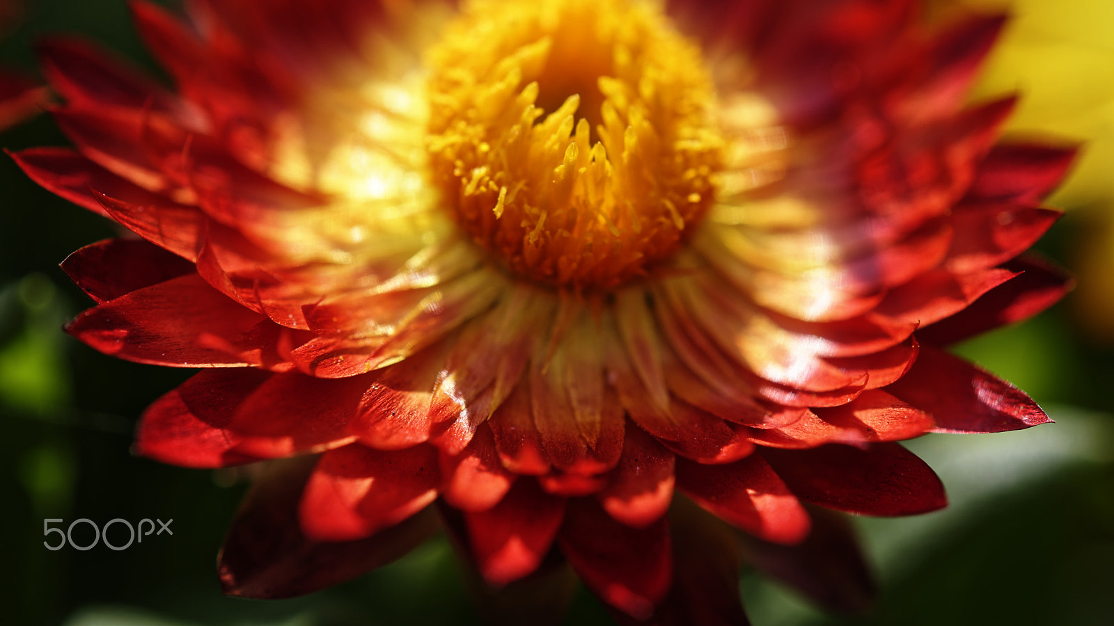 Nikon AF-S Micro-Nikkor 60mm F2.8G ED sample photo. Red flower photography