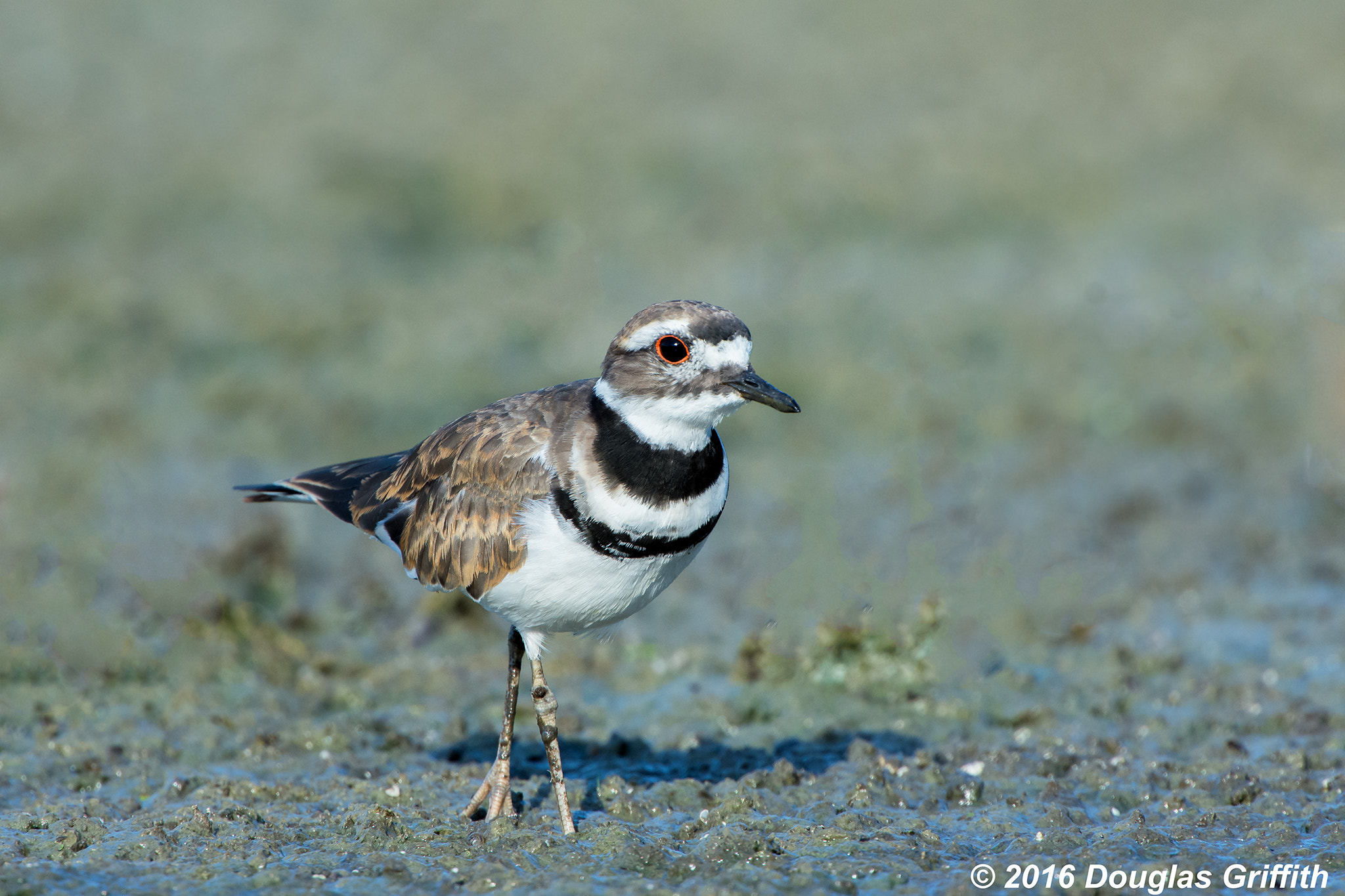 Nikon D7200 + Nikon AF-S Nikkor 500mm F4G ED VR sample photo. Portrait of a killdeer (charadrius vociferus) photography