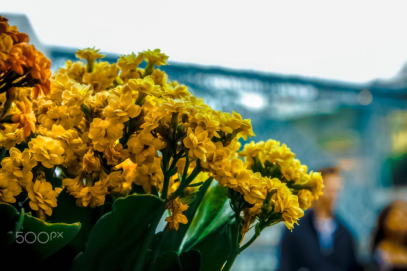 Canon EOS 40D sample photo. Flowers in the city photography