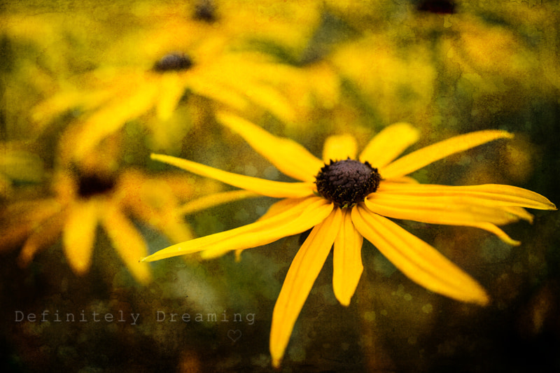 Sony a99 II + Sigma 30mm F1.4 EX DC HSM sample photo. Beautiful summer flowers with texture overlay photography