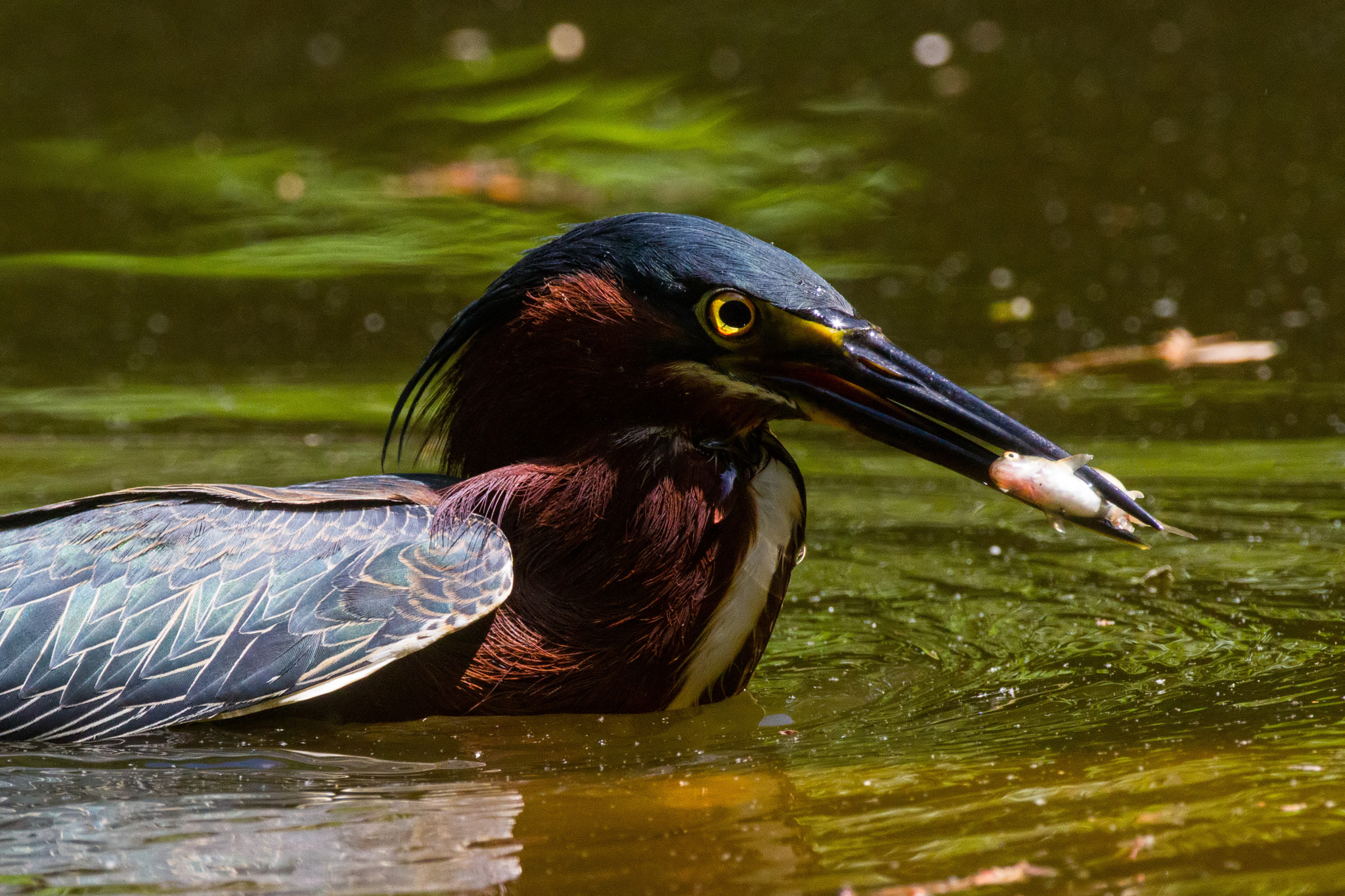Canon EOS 7D + Canon EF 500mm F4L IS USM sample photo. Green heron eye lit photography