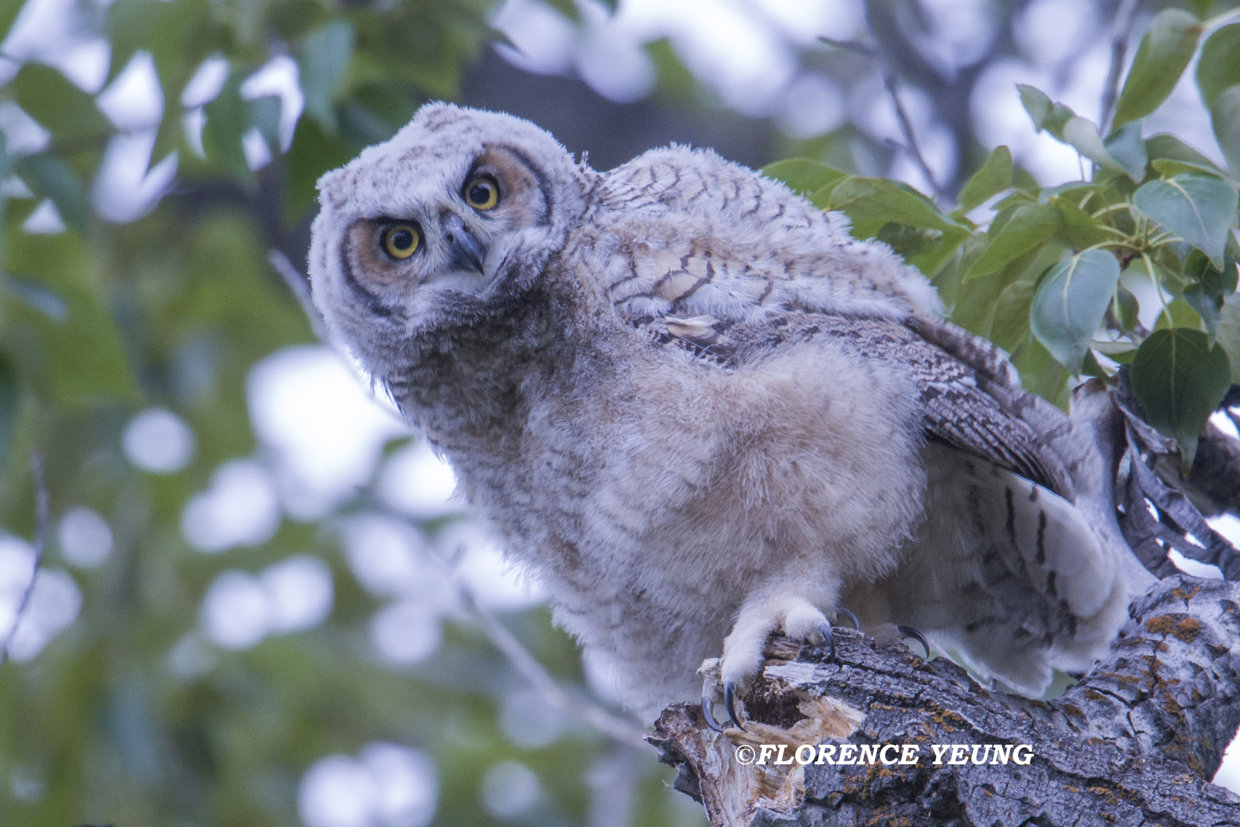 Nikon AF-S Nikkor 500mm F4E FL ED VR sample photo. Owlet near fish creek photography