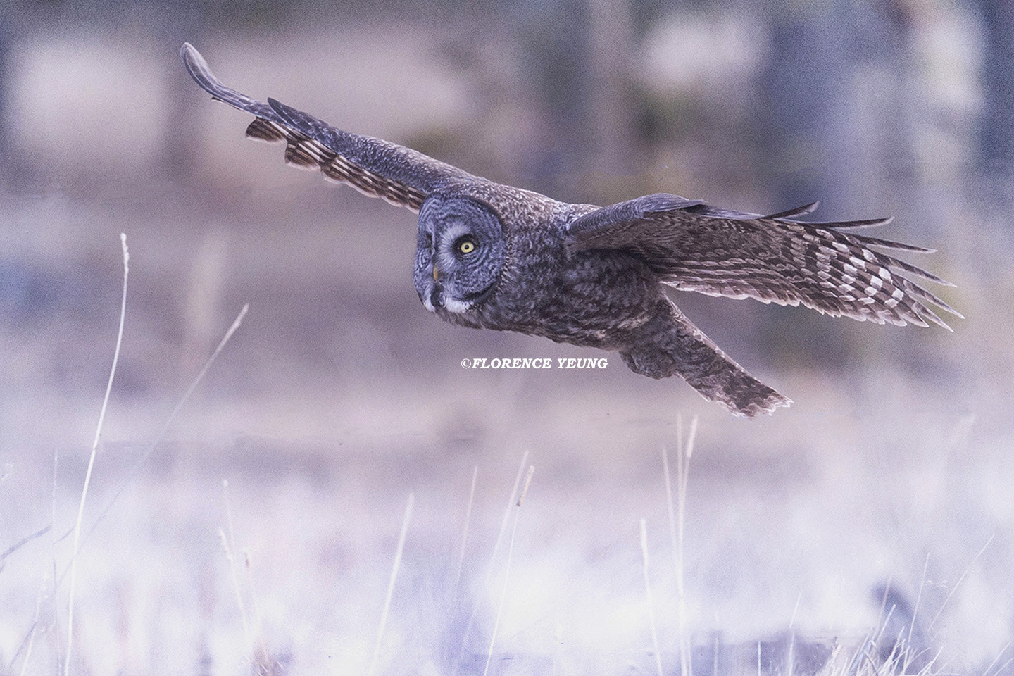Nikon AF-S Nikkor 500mm F4E FL ED VR sample photo. Great grey owl in flight now photography