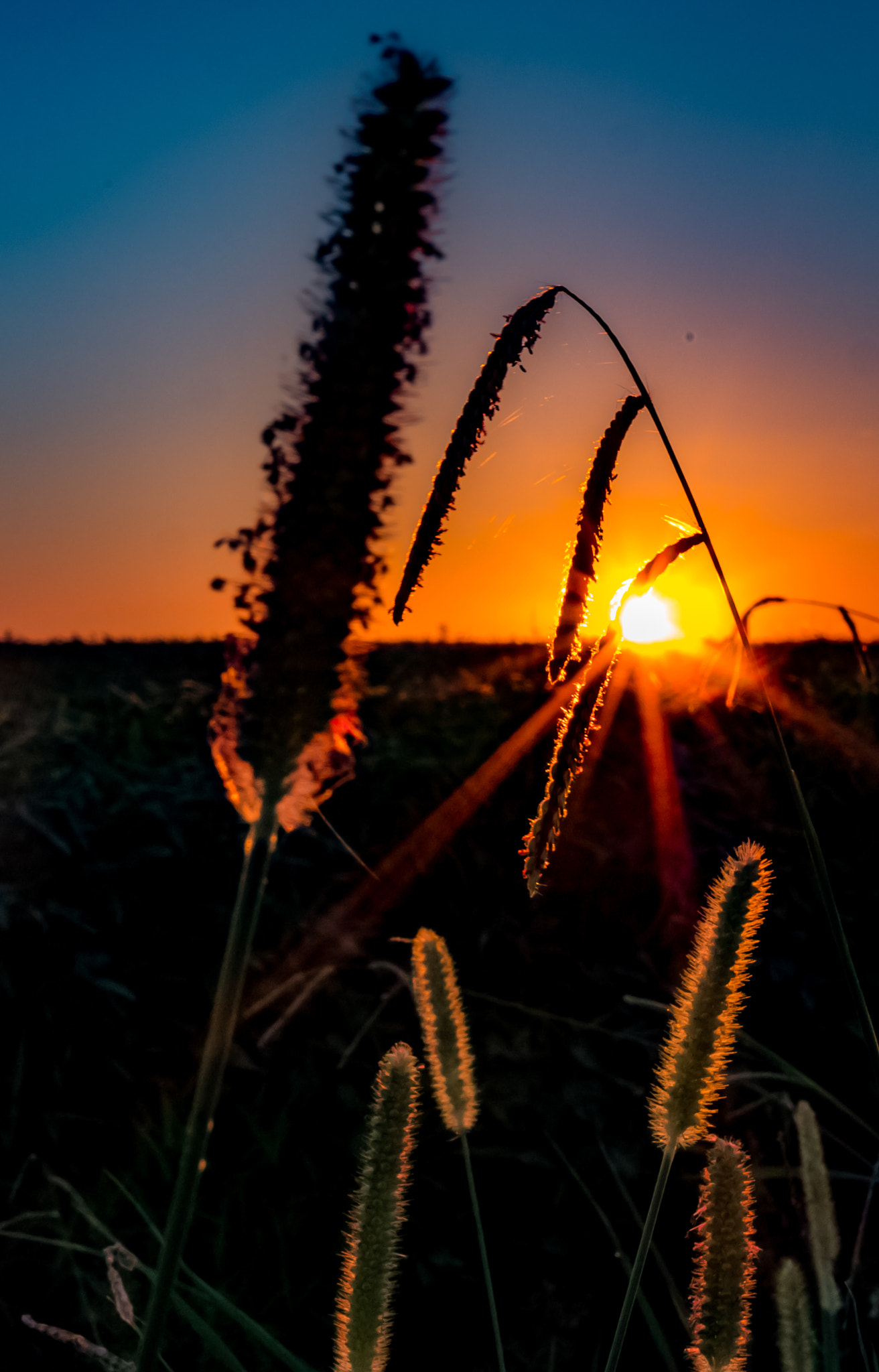 Panasonic Lumix DMC-GX8 + Panasonic Leica DG Summilux 25mm F1.4 II ASPH sample photo. Basking reeds photography
