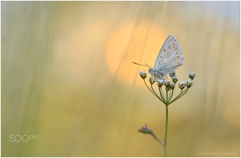 Nikon D90 + Sigma 150mm F2.8 EX DG Macro HSM sample photo. Sitting on a crown photography