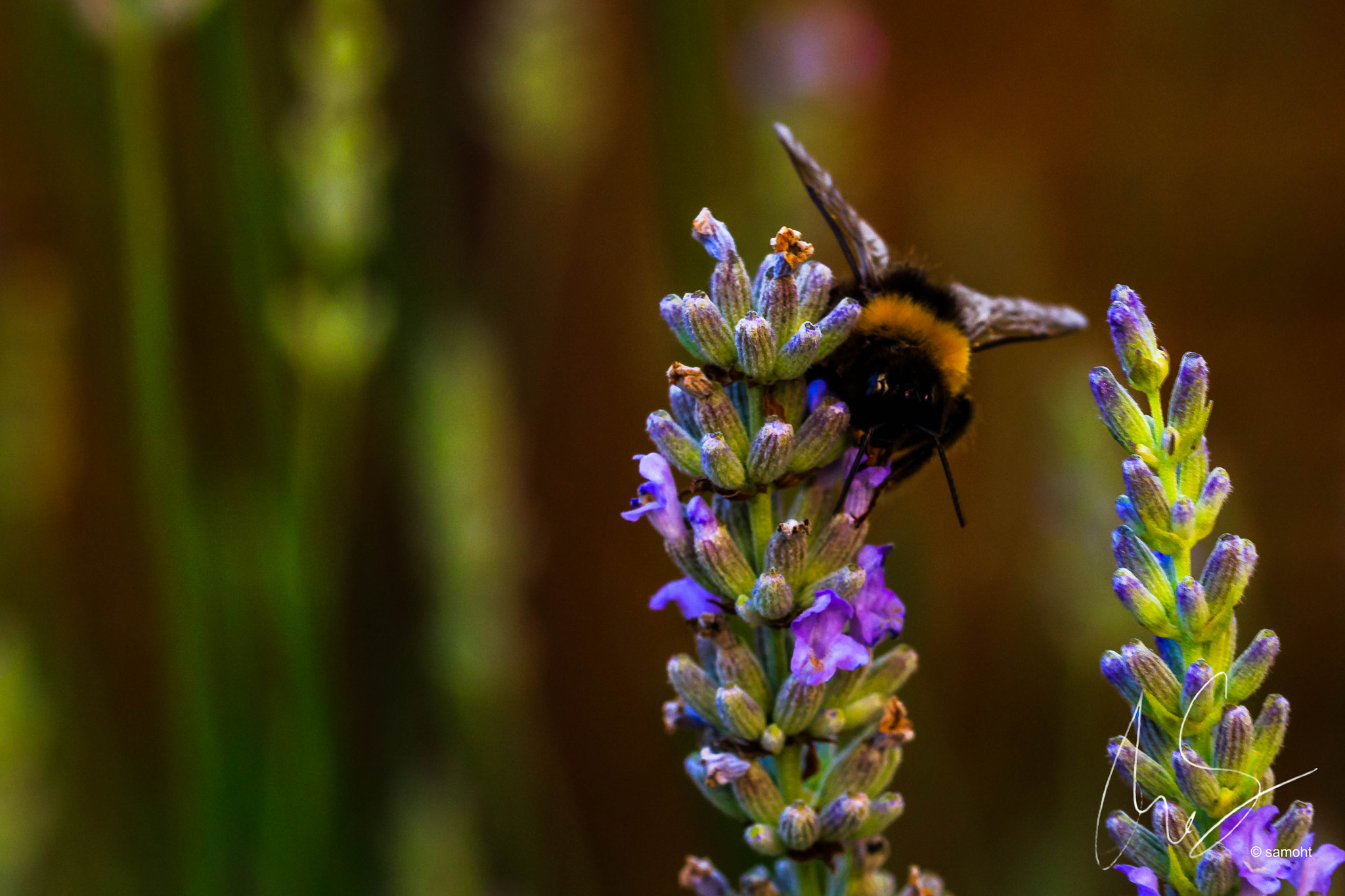 Canon EOS 700D (EOS Rebel T5i / EOS Kiss X7i) + Canon EF 100mm F2.8L Macro IS USM sample photo. Hummel photography