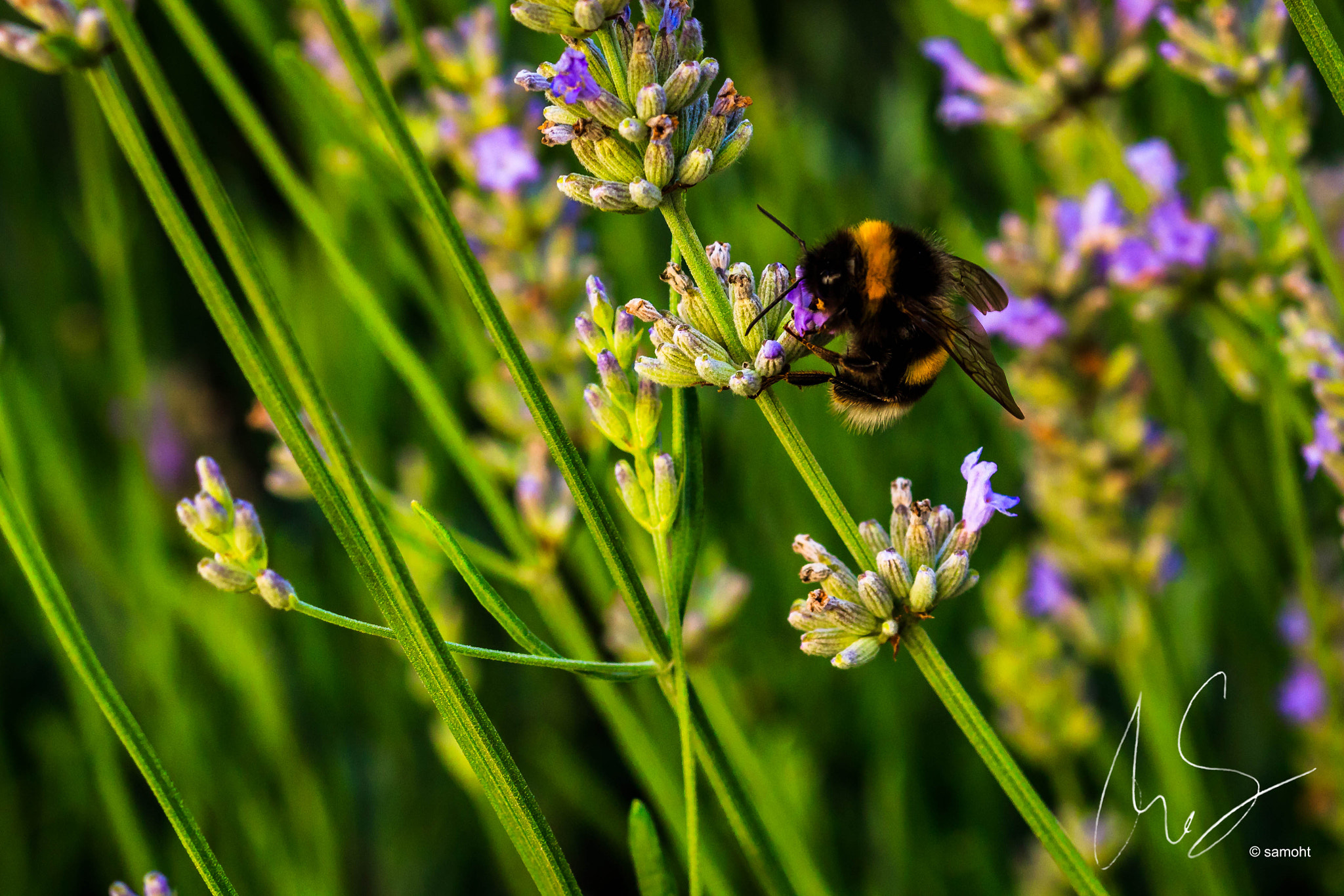 Canon EOS 700D (EOS Rebel T5i / EOS Kiss X7i) + Canon EF 100mm F2.8L Macro IS USM sample photo. Hummel photography